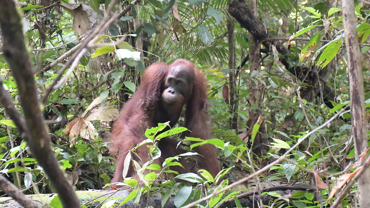 HANDOUT - 19.11.2022, Indonesien, Bukit Baka Bukit Raya: Die von der BOS (Borneo Orangutan Survival) Foundation zur Verfügung gestellte Aufnahme zeigt den Orang-Utan Ben bei seiner Auswilderung im Bukit Baka Bukit Raya Nationalpark in Zentral-Kalimantan. Er ist der 500. Orang-Utan, den die BOS Foundation seit 2012 ausgewildert hat. (zu dpa "Meilenstein auf Borneo: 500. Orang-Utan in die Freiheit entlassen") Foto: BOS Foundation/dpa - ACHTUNG: Nur zur redaktionellen Verwendung im Zusammenhang mit der aktuellen Berichterstattung und nur mit vollständiger Nennung des vorstehenden Credits +++ dpa-Bildfunk +++