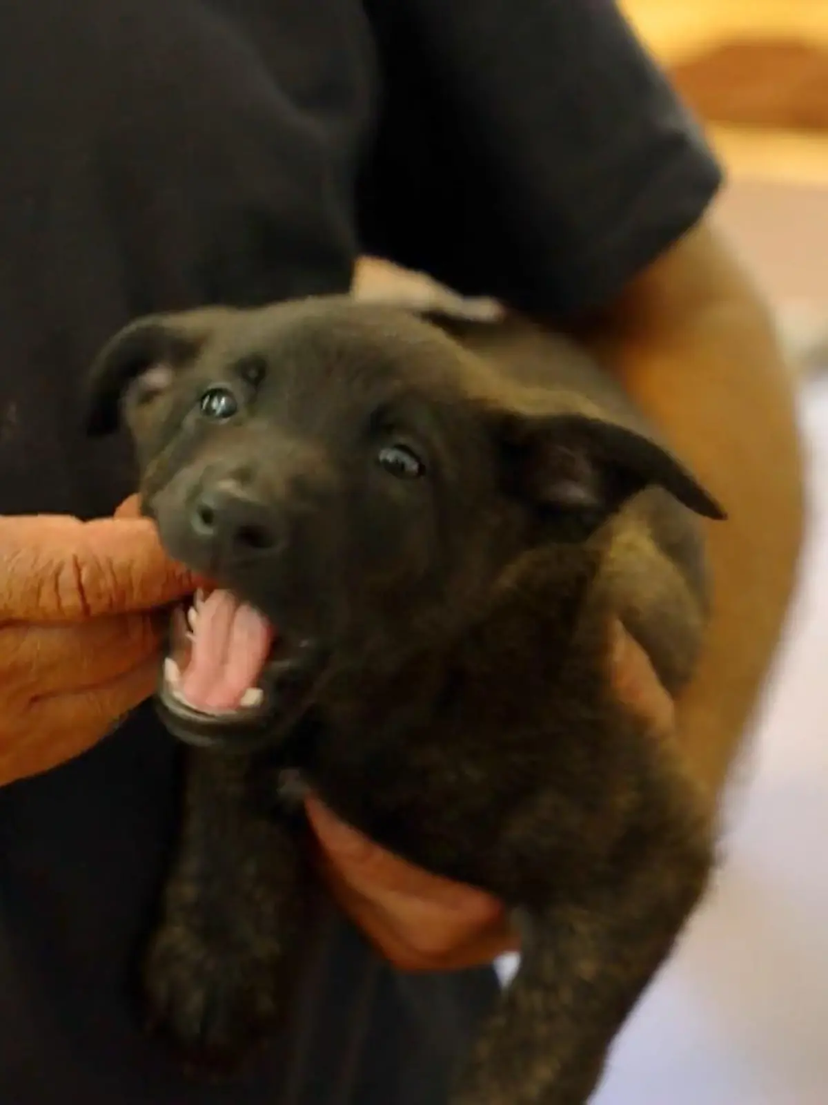 Die Polizei ist auf der Suche nach Nachwuchs. Die Bewerber sind ganz flauschig und niedlich – noch! Denn schon bald sollen aus den Welpen knallharte Polizeihunde werden. Gerade sind die Neuen durchs erste Auswahlverfahren gegangen. Was müssen die angehenden Spürhunde können?