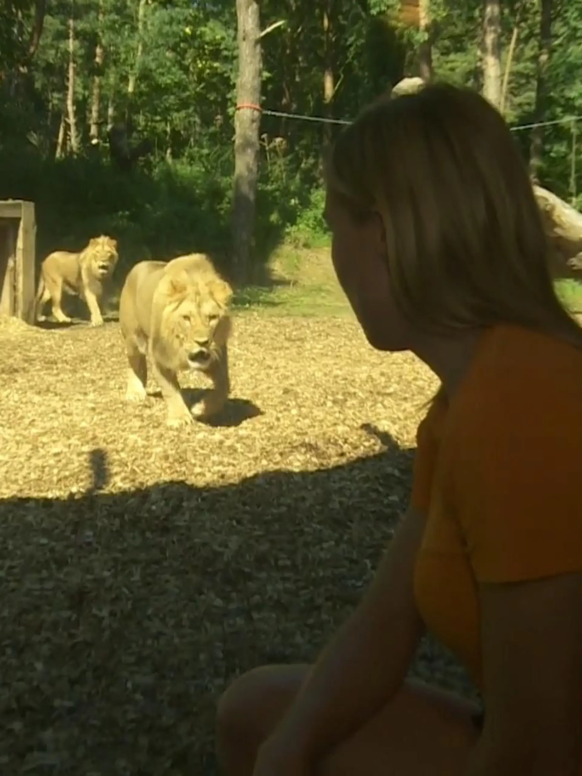 Direkt vor den Augen eines ausgewachsenen Löwen schlafen und baden – damit wirbt der Port Lympne Safari Park in Großbritannien. Nur eine Glasscheibe trennt die Übernachtungsgäste des Parks von den Tieren. Unsere Reporterin hat sich in dieses Abenteuer gewagt.