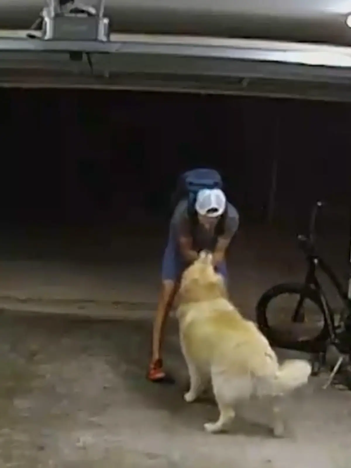 Anstatt einen Dieb in die Flucht zu schlagen, begrüßt dieser Hund den Einbrecher und lässt sich von ihm Streicheln. Danach macht sich der Einbrecher mit samt geklauten Fahrrad davon.