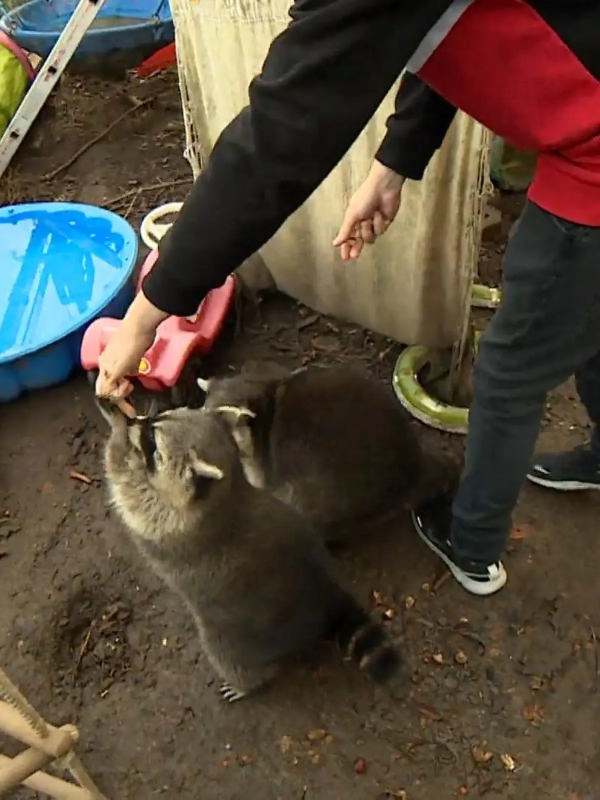 Bild zu: "Waschbär-WG in Lohmar"