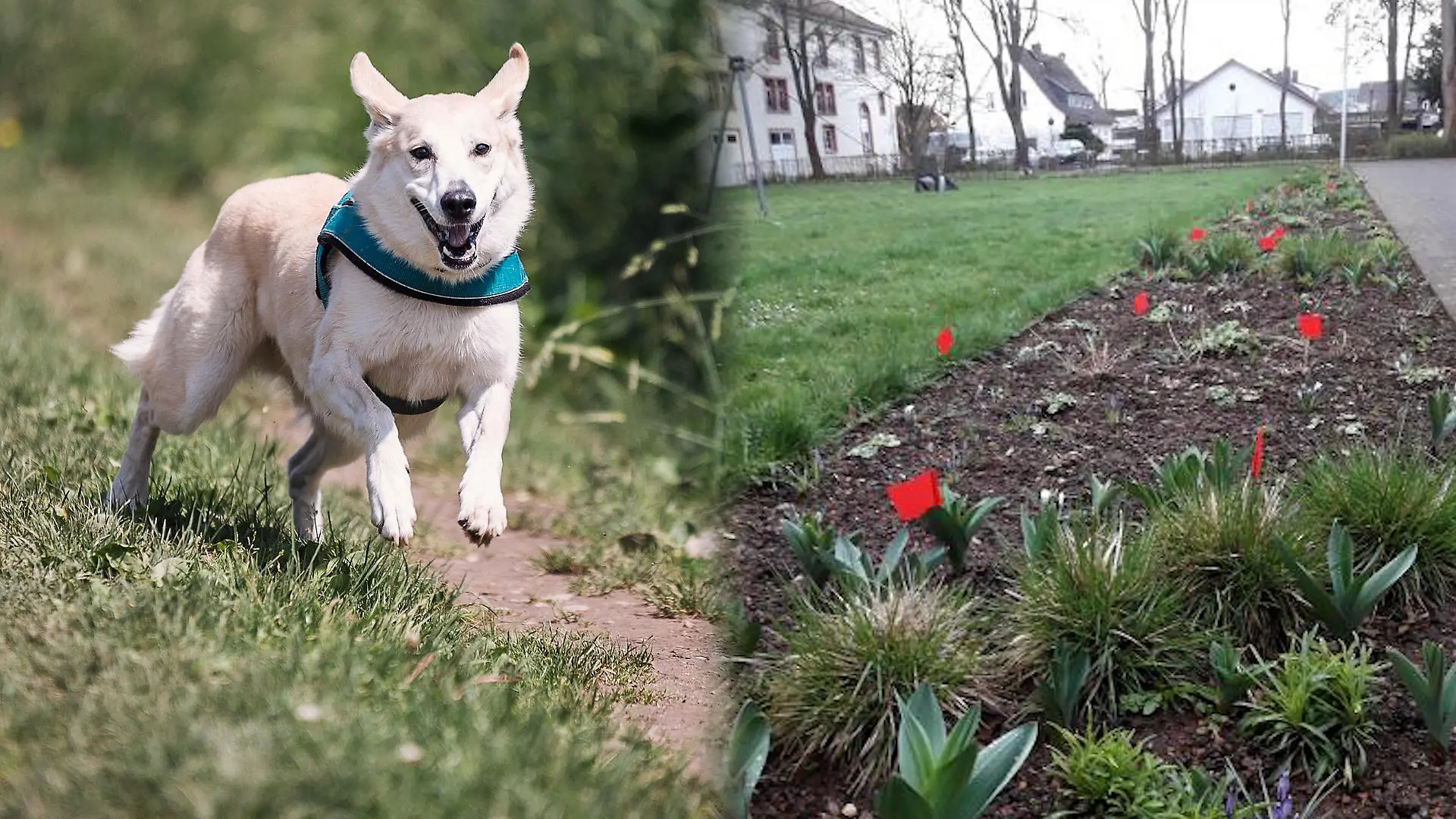 Hundekot wird hier rot markiert Kacke-Chaos im Kurort