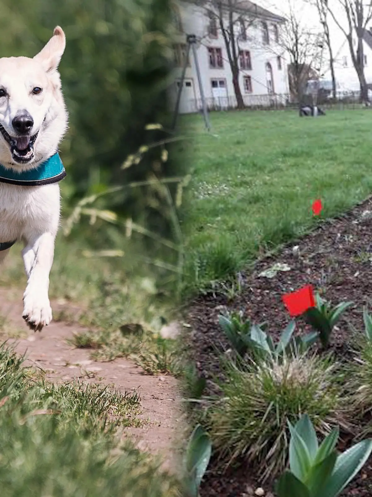 Bild zu: "Hundekot wird hier rot markiert"