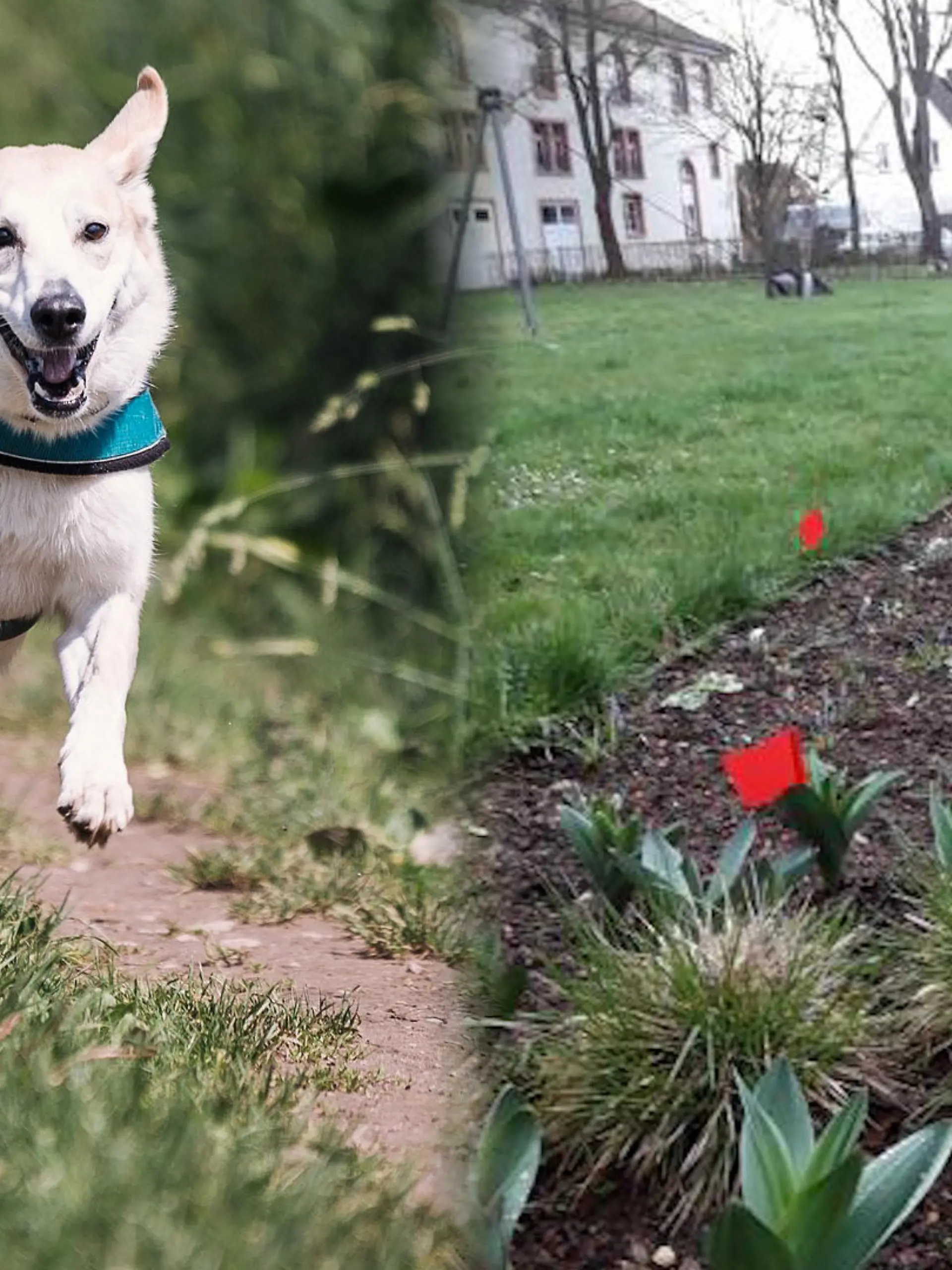 Bild zu: "Hundekot wird hier rot markiert"