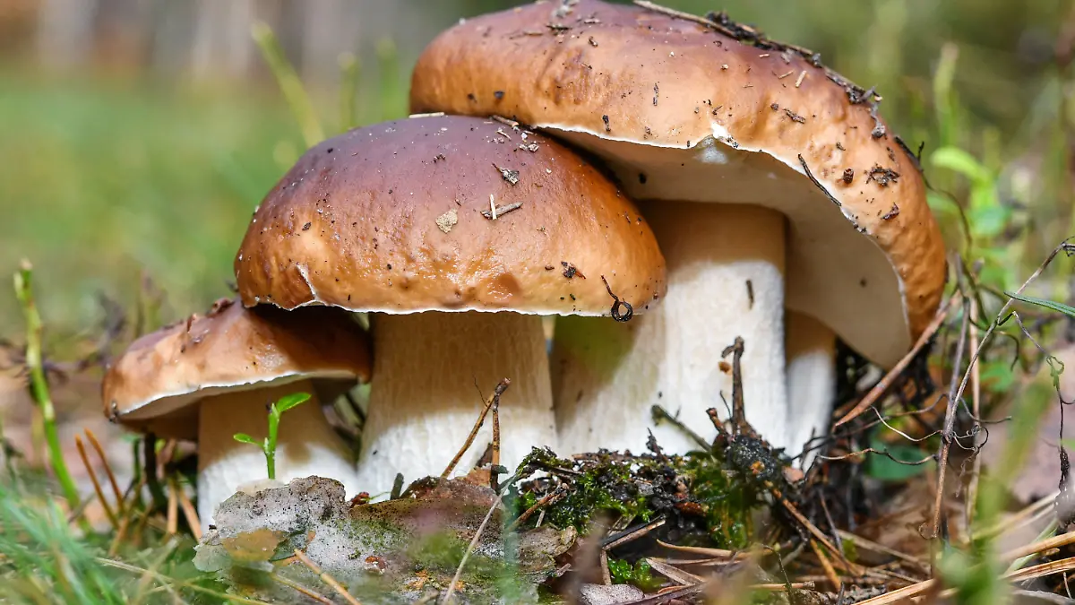 ARCHIV - 26.09.2017, Brandenburg, Biegen: Drei Steinpilze wachsen eng beieinander in einem Wald nahe Biegen (Brandenburg). (zu dpa: «Start der Pilzsaison steht bevor») Foto: Patrick Pleul/dpa-Zentralbild/dpa +++ dpa-Bildfunk +++