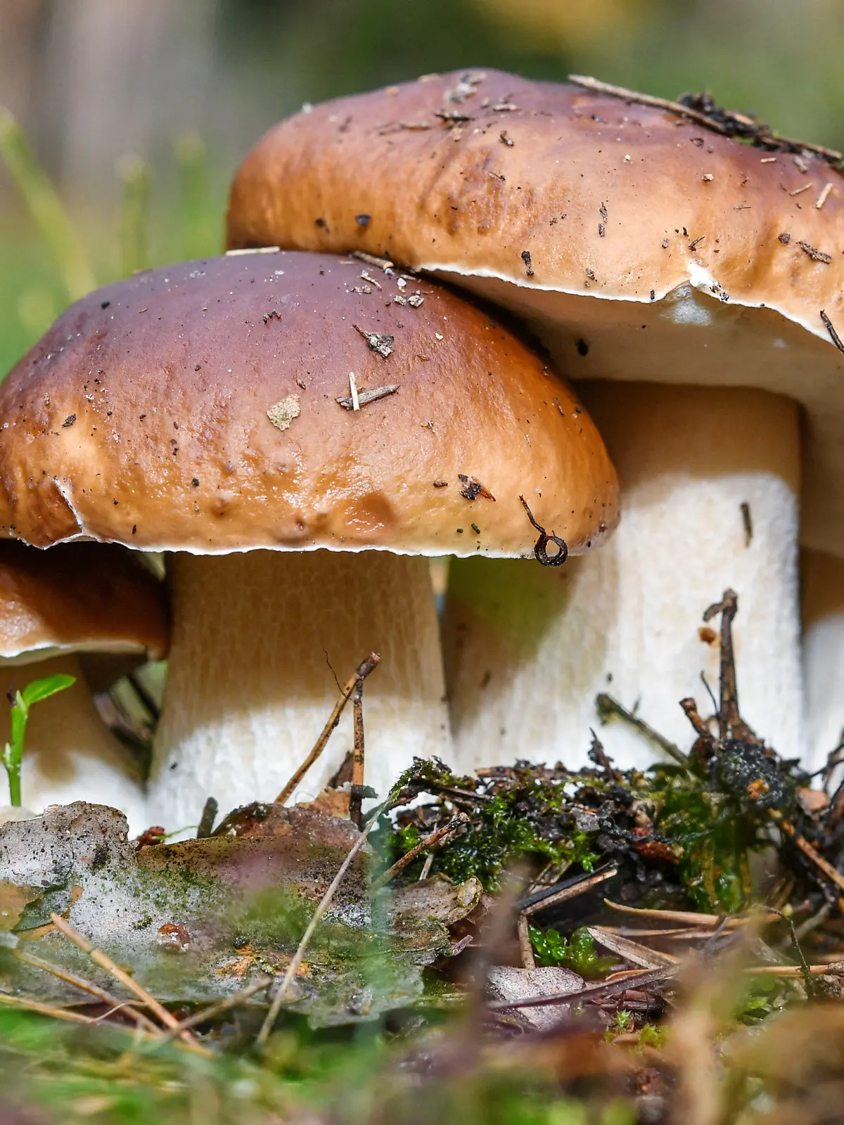 ARCHIV - 26.09.2017, Brandenburg, Biegen: Drei Steinpilze wachsen eng beieinander in einem Wald nahe Biegen (Brandenburg). (zu dpa: «Start der Pilzsaison steht bevor») Foto: Patrick Pleul/dpa-Zentralbild/dpa +++ dpa-Bildfunk +++