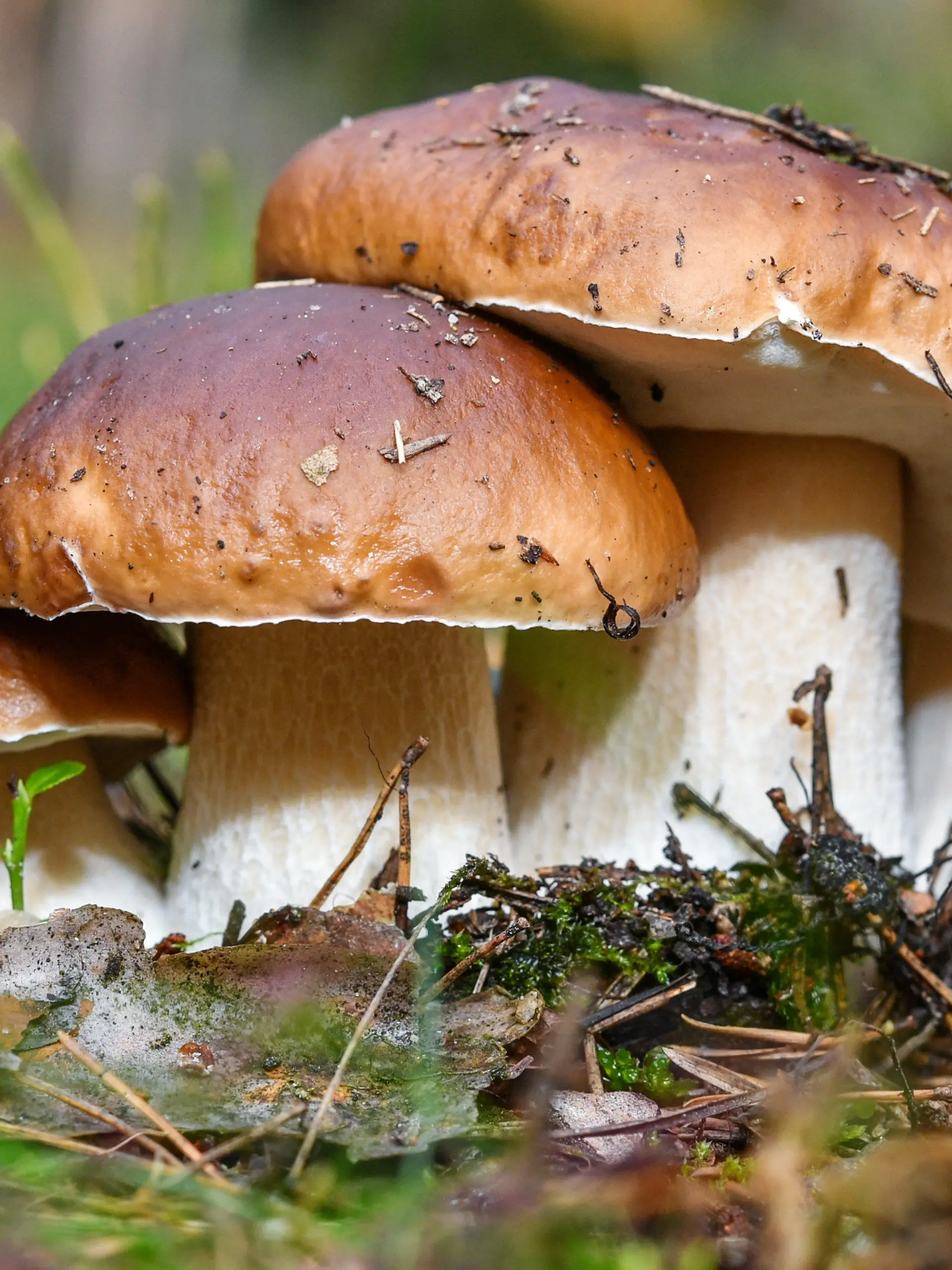 ARCHIV - 26.09.2017, Brandenburg, Biegen: Drei Steinpilze wachsen eng beieinander in einem Wald nahe Biegen (Brandenburg). (zu dpa: «Start der Pilzsaison steht bevor») Foto: Patrick Pleul/dpa-Zentralbild/dpa +++ dpa-Bildfunk +++
