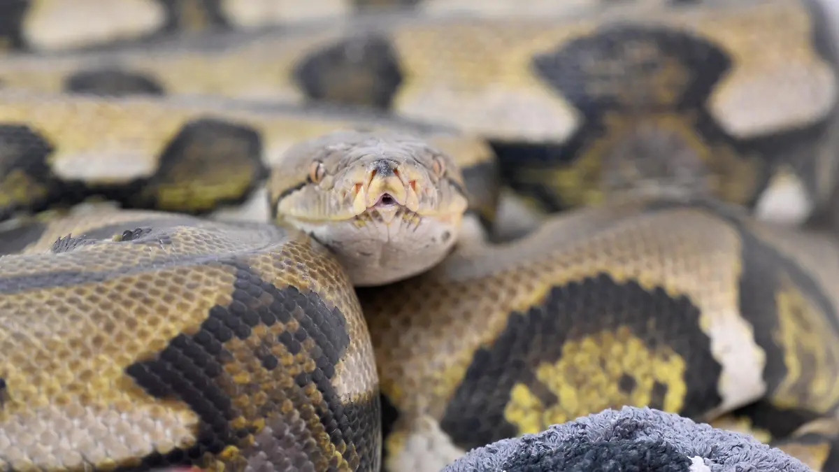 PRODUKTION - 28.10.2022, Bayern, München: Eine Netzpython (Tiger retic) liegt in der Reptilienauffangstation für exotische Tiere in ihrem Quarantäne-Terrarium. Wegen steigender Energiekosten geben viele Menschen ihre exotischen Haustiere in Tierheimen und Auffangstationen ab. (zu dpa-KORR "Wenn für Schlange, Gecko und Co. die Energiekosten zu hoch werden") Foto: Felix Hörhager/dpa +++ dpa-Bildfunk +++