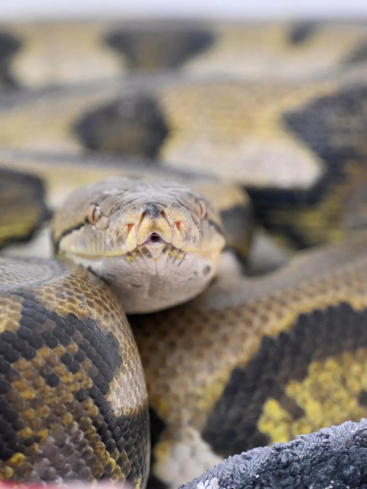 PRODUKTION - 28.10.2022, Bayern, München: Eine Netzpython (Tiger retic) liegt in der Reptilienauffangstation für exotische Tiere in ihrem Quarantäne-Terrarium. Wegen steigender Energiekosten geben viele Menschen ihre exotischen Haustiere in Tierheimen und Auffangstationen ab. (zu dpa-KORR "Wenn für Schlange, Gecko und Co. die Energiekosten zu hoch werden") Foto: Felix Hörhager/dpa +++ dpa-Bildfunk +++