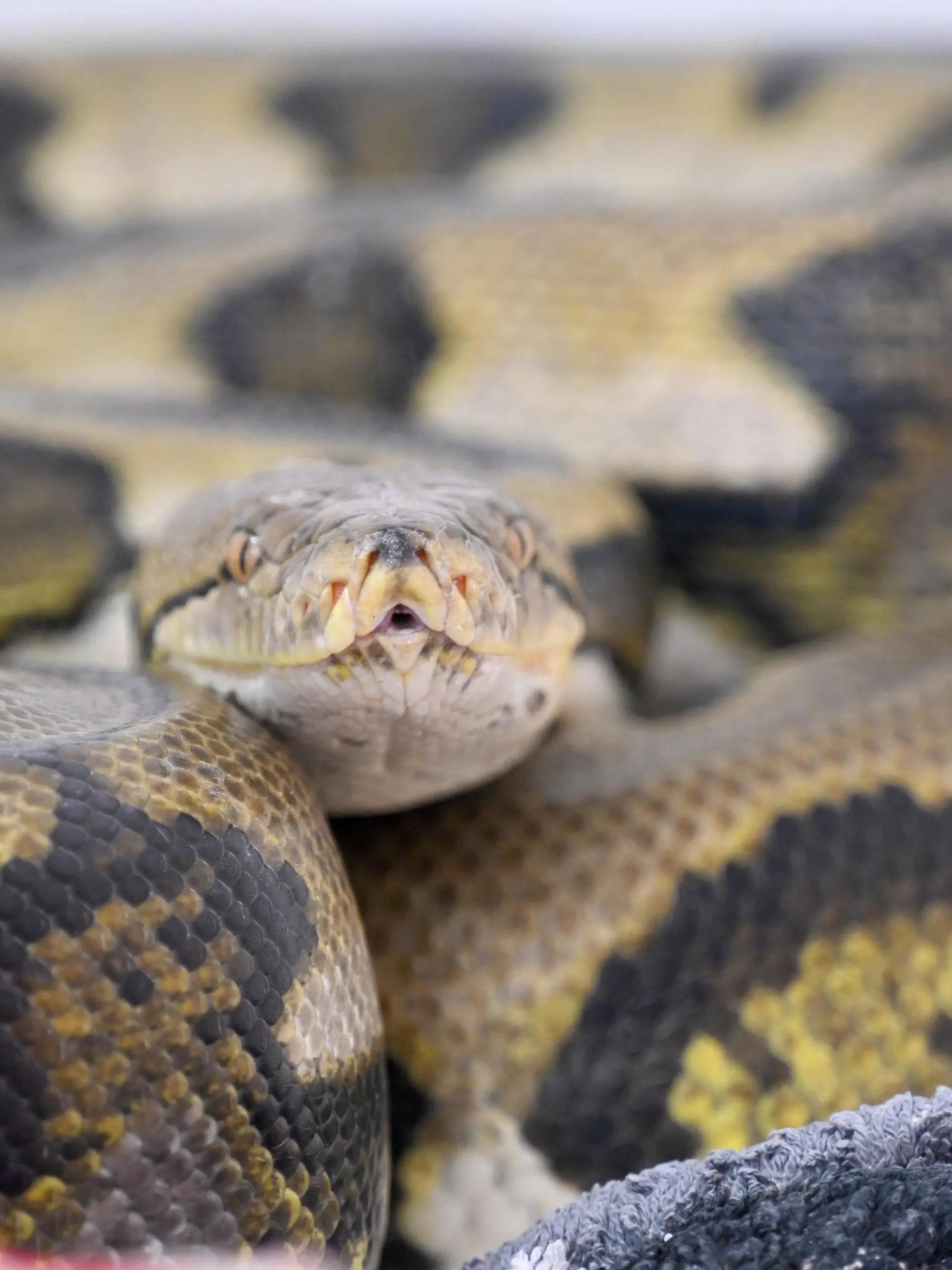 PRODUKTION - 28.10.2022, Bayern, München: Eine Netzpython (Tiger retic) liegt in der Reptilienauffangstation für exotische Tiere in ihrem Quarantäne-Terrarium. Wegen steigender Energiekosten geben viele Menschen ihre exotischen Haustiere in Tierheimen und Auffangstationen ab. (zu dpa-KORR "Wenn für Schlange, Gecko und Co. die Energiekosten zu hoch werden") Foto: Felix Hörhager/dpa +++ dpa-Bildfunk +++