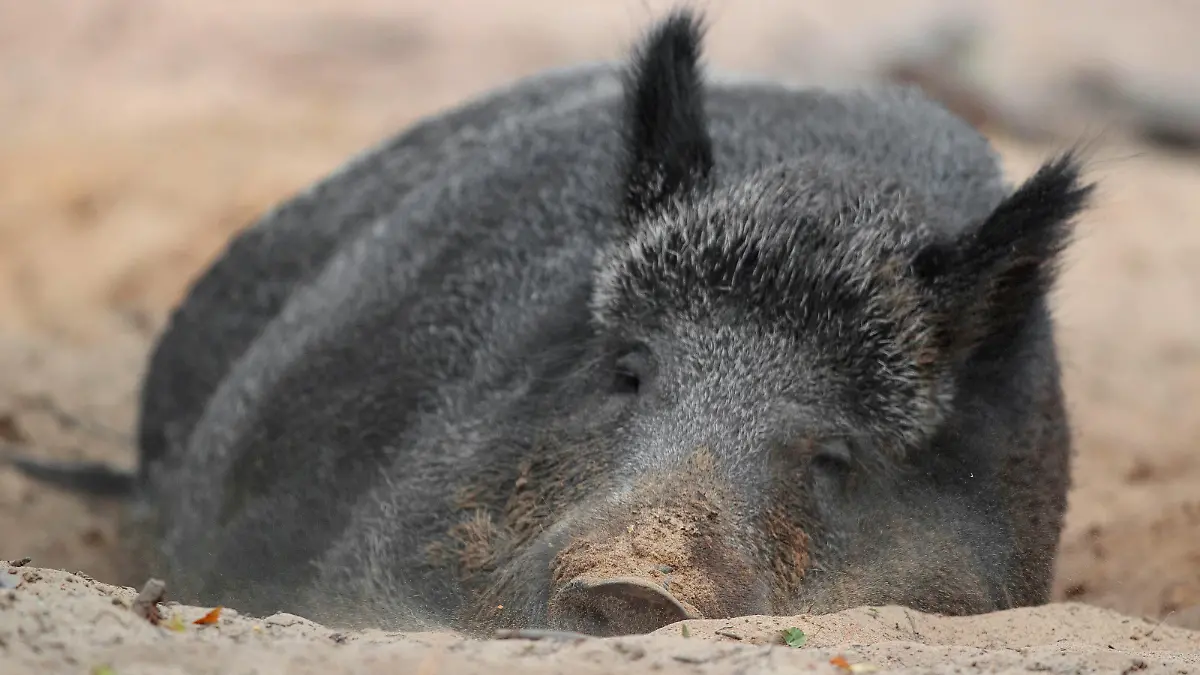 Wildschwein, Wild-Schwein, Schwarzwild (Sus scrofa), schlafend im Sand, Deutschland | wild boar, pig, wild boar (Sus scrofa), sleeping in the sand, Germany