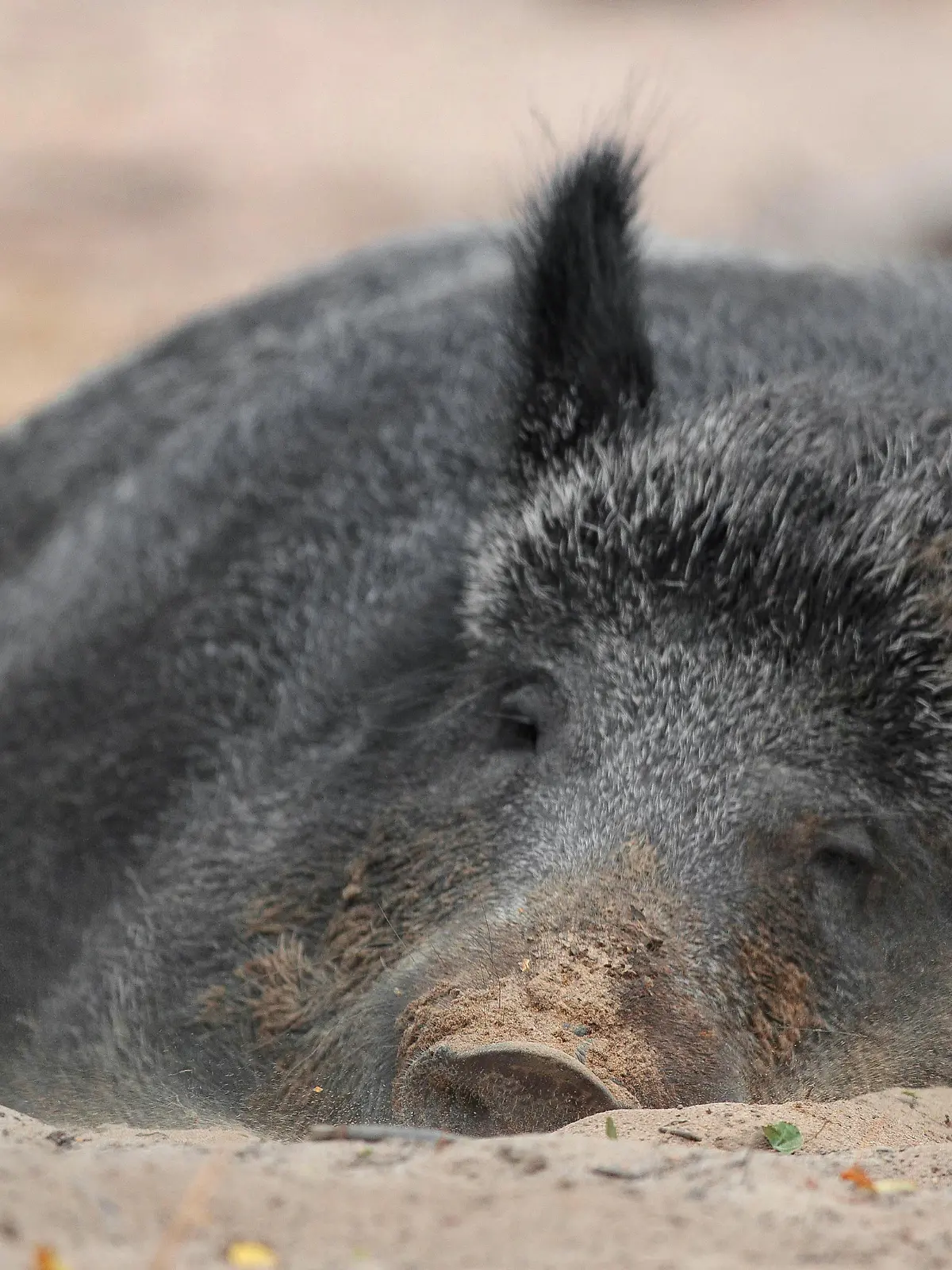 Wildschwein, Wild-Schwein, Schwarzwild (Sus scrofa), schlafend im Sand, Deutschland | wild boar, pig, wild boar (Sus scrofa), sleeping in the sand, Germany