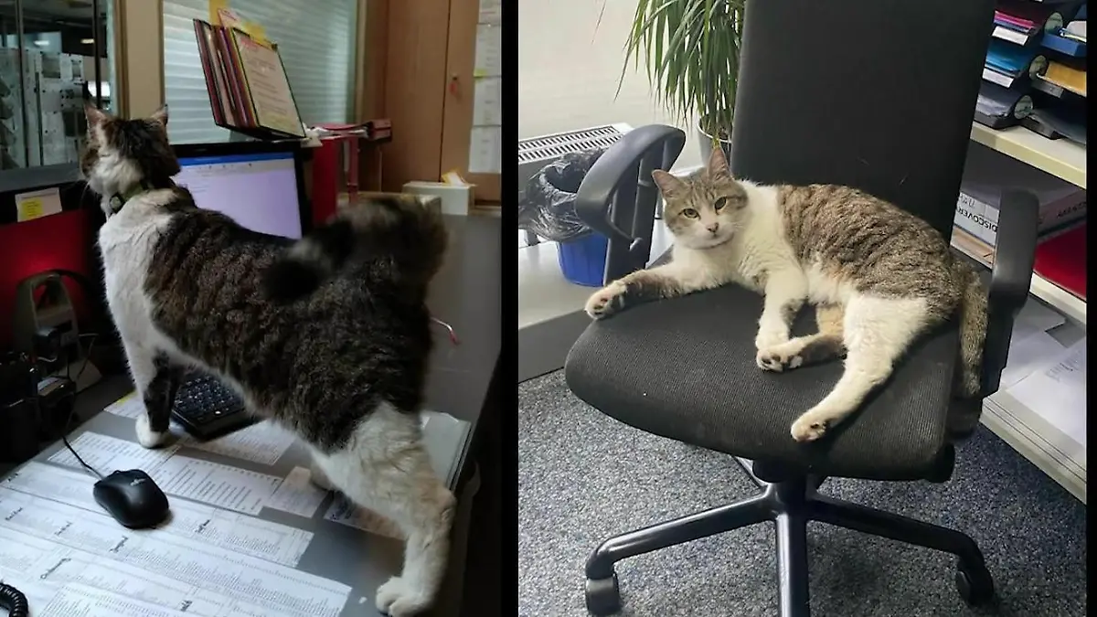 Kater Choki lebt nun im Rathaus - aus traurigem Grund Neuer Zweitwohnsitz