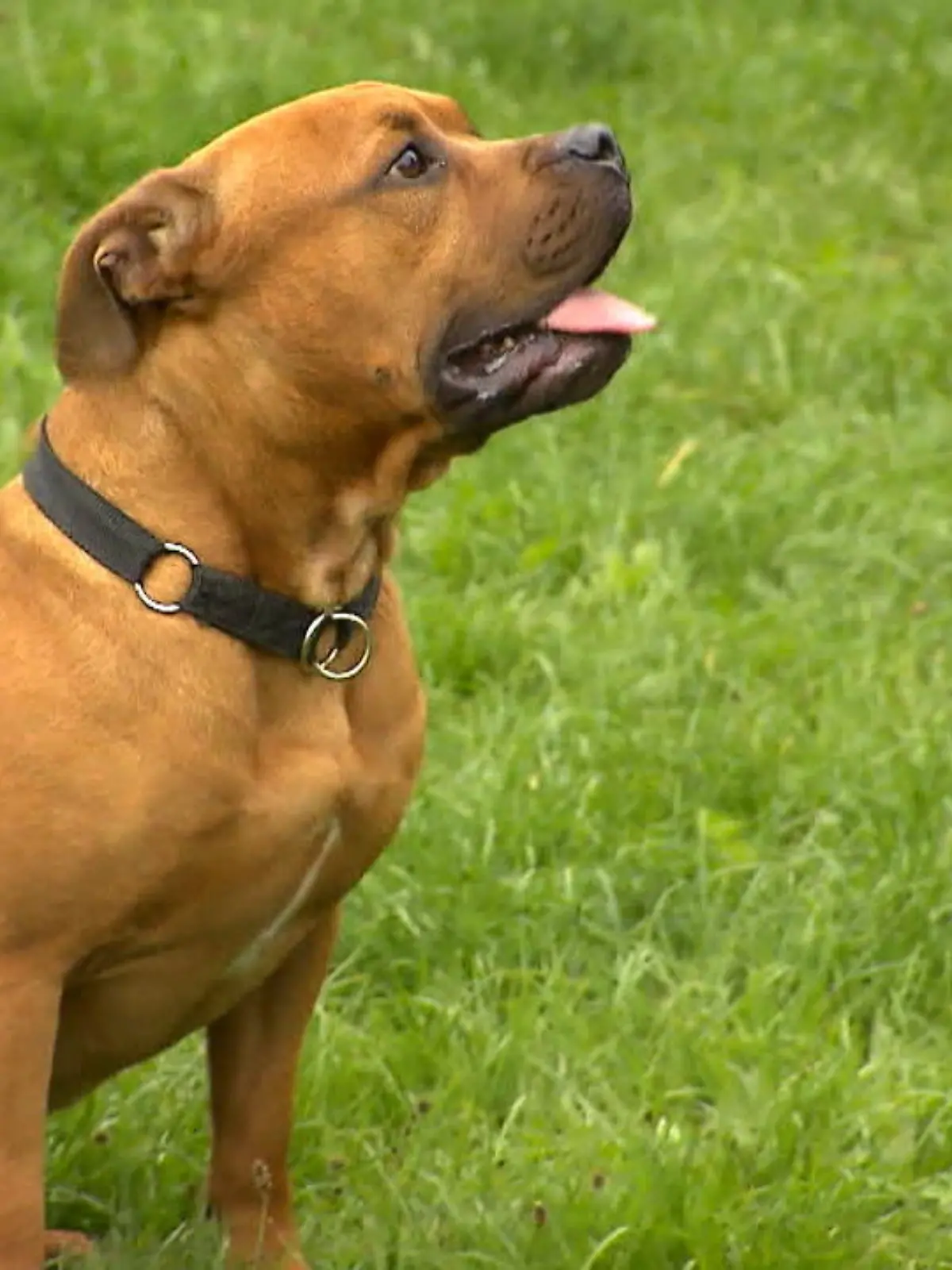 Bild zu: "Bulldog-Mix Pablo sucht neues Zuhause"