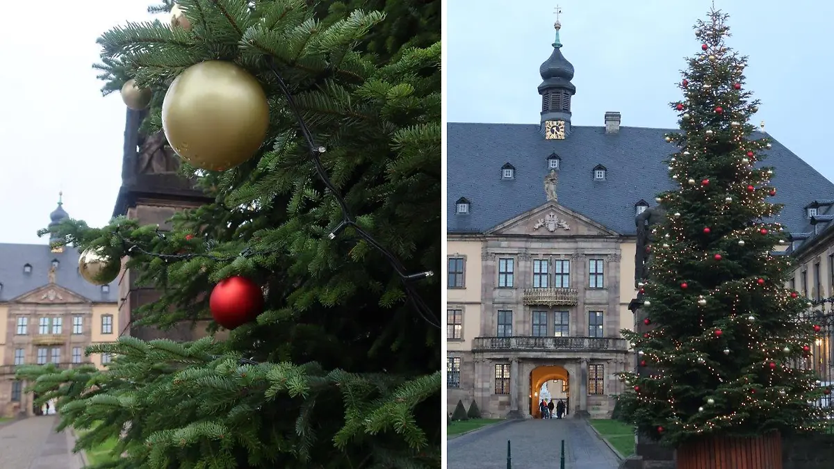 Diesjährige Nordmanntanne am Stadtschloss in Fulda.