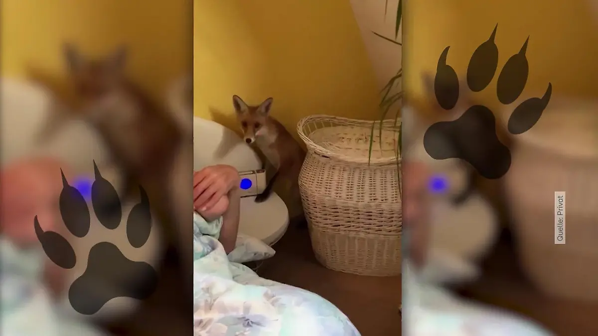 Fuchs weckt Berliner am Bett Überraschung im vierten Stock