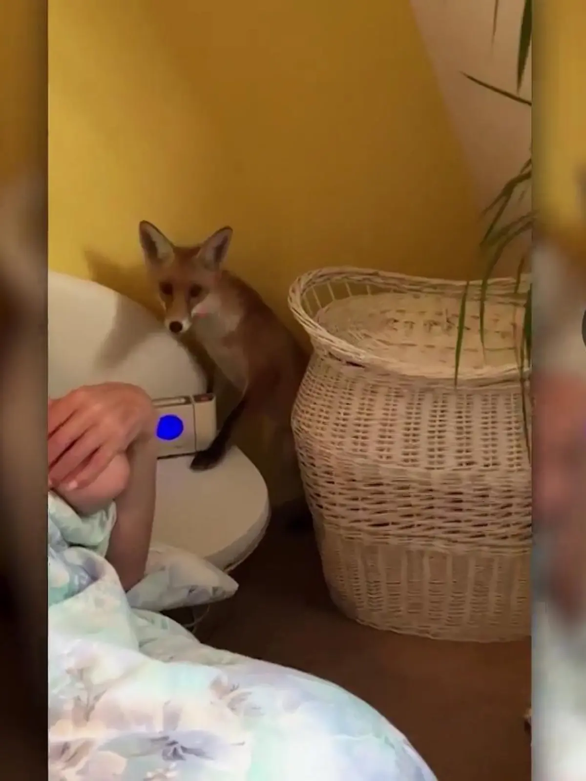 Bild zu: "Fuchs weckt Berliner am Bett"
