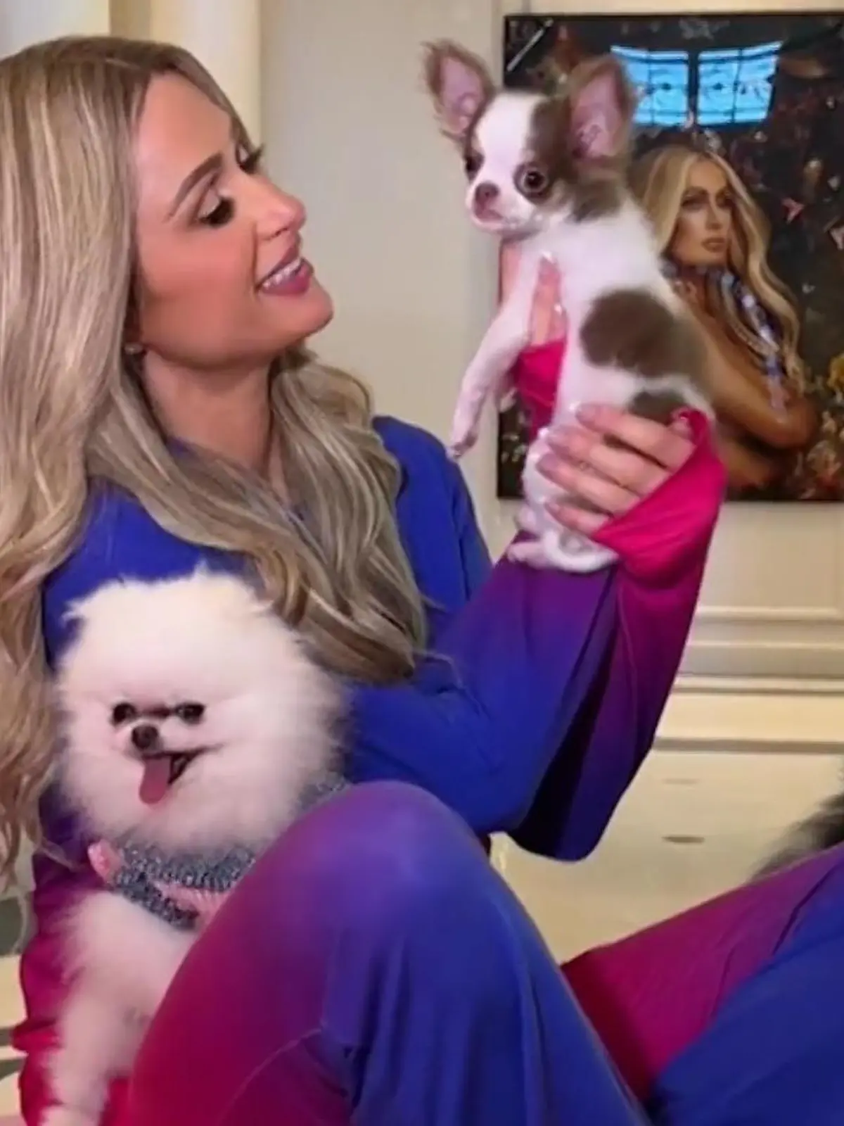 Bild zu: "Ihr neuer Chihuahua handelt ihr Ärger mit PETA ein!"