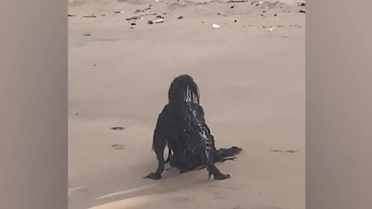 Was ist das?! Netz rätselt über Horror-Kreatur am Strand Optische Täuschung