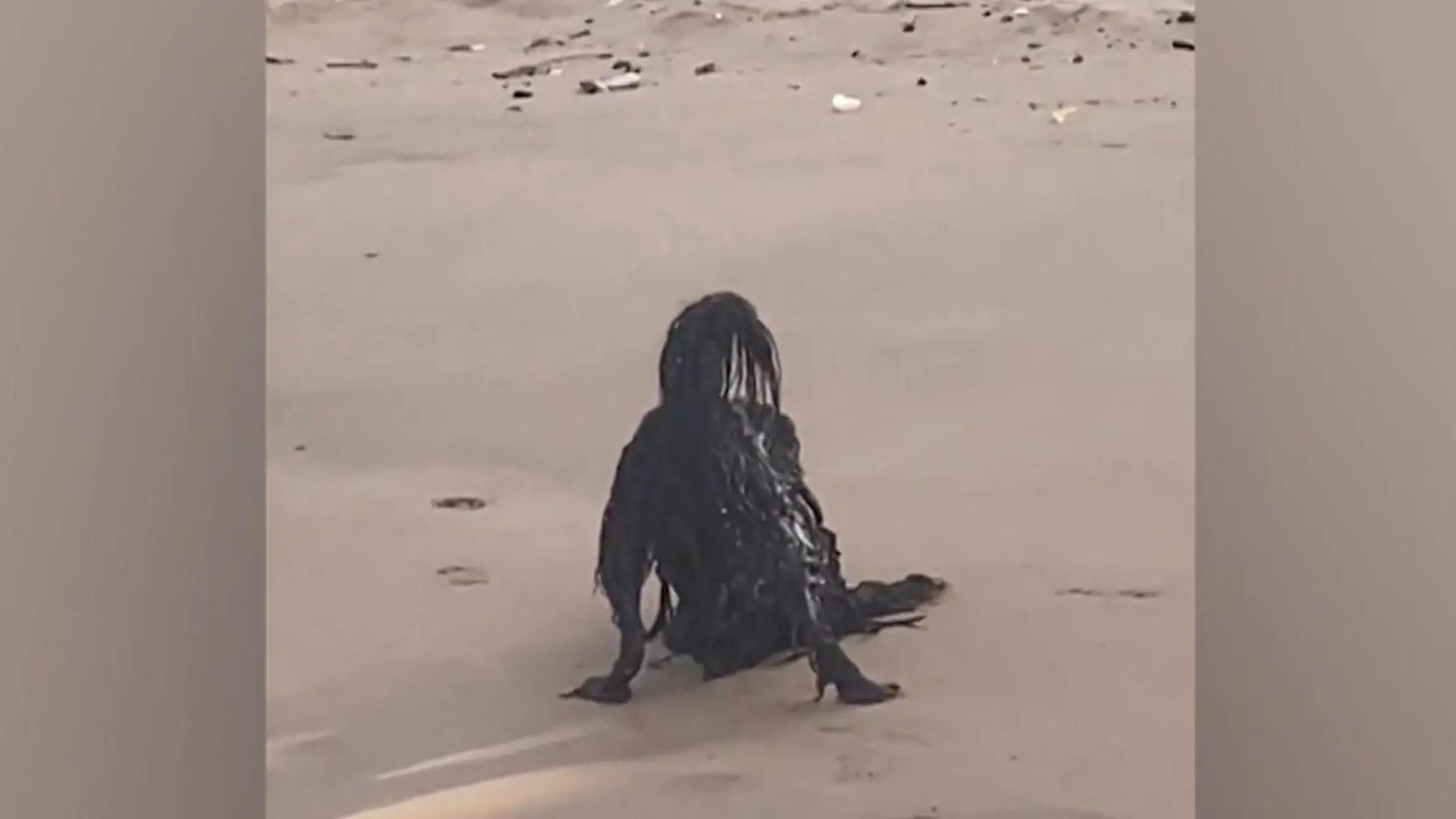 Was ist das?! Netz rätselt über Horror-Kreatur am Strand Optische Täuschung