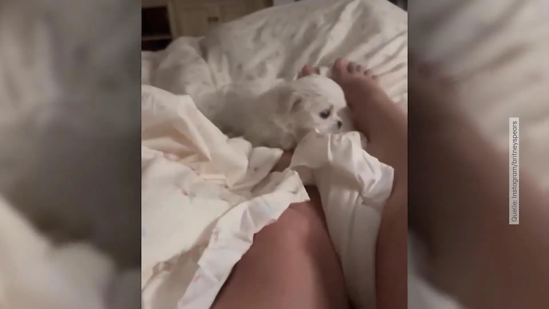 Britney Spears hat nen Neuen - doch nicht jedem gefällt's Auf den Hund gekommen