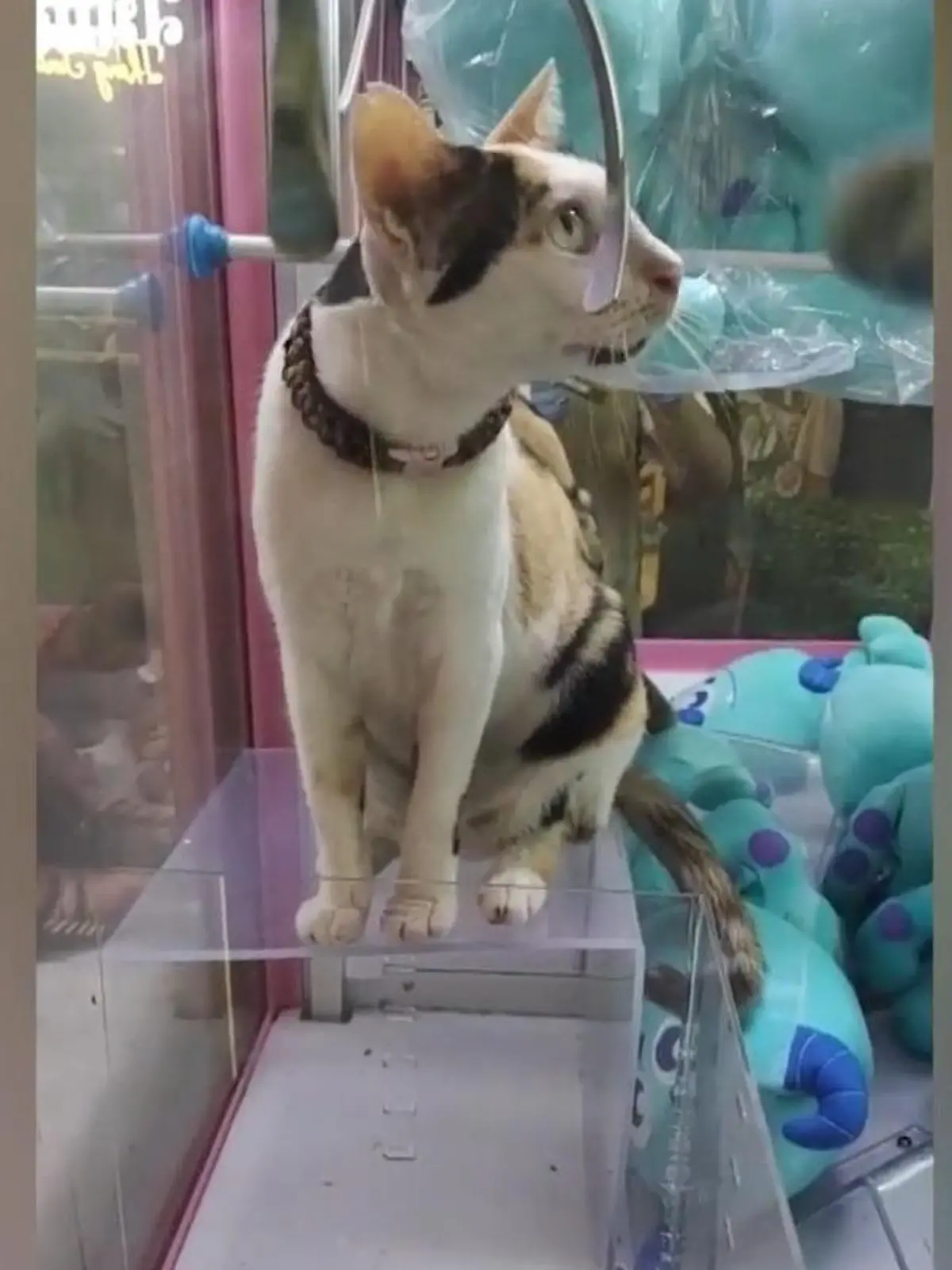 Huch… dieses Mietzekätzchen hat irgendwie die falsche Katzenklappe erwischt! Gelandet ist sie nämlich einem Spielautomaten mit jeder Menge anderer Stofftiere! Äh ja, ob sie hier wirklich hinwollte? Ein Hingucker für die Passanten ist sie auf jeden Fall, nur schade, dass sie niemand mit dem Greifer retten kann! Wie sie sich aus dieser misslichen Situation wieder befreit… die lustigen Szenen zeigen wir Ihnen im Video.