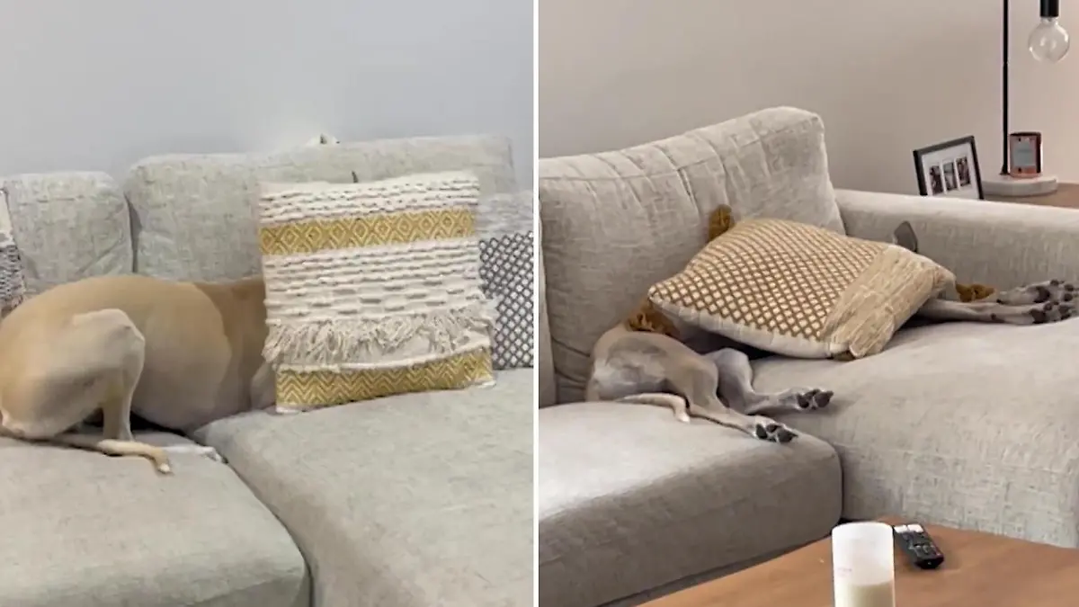 Hund Gestorben Neuer Hund Schlechtes Gewissen www.rtl.de