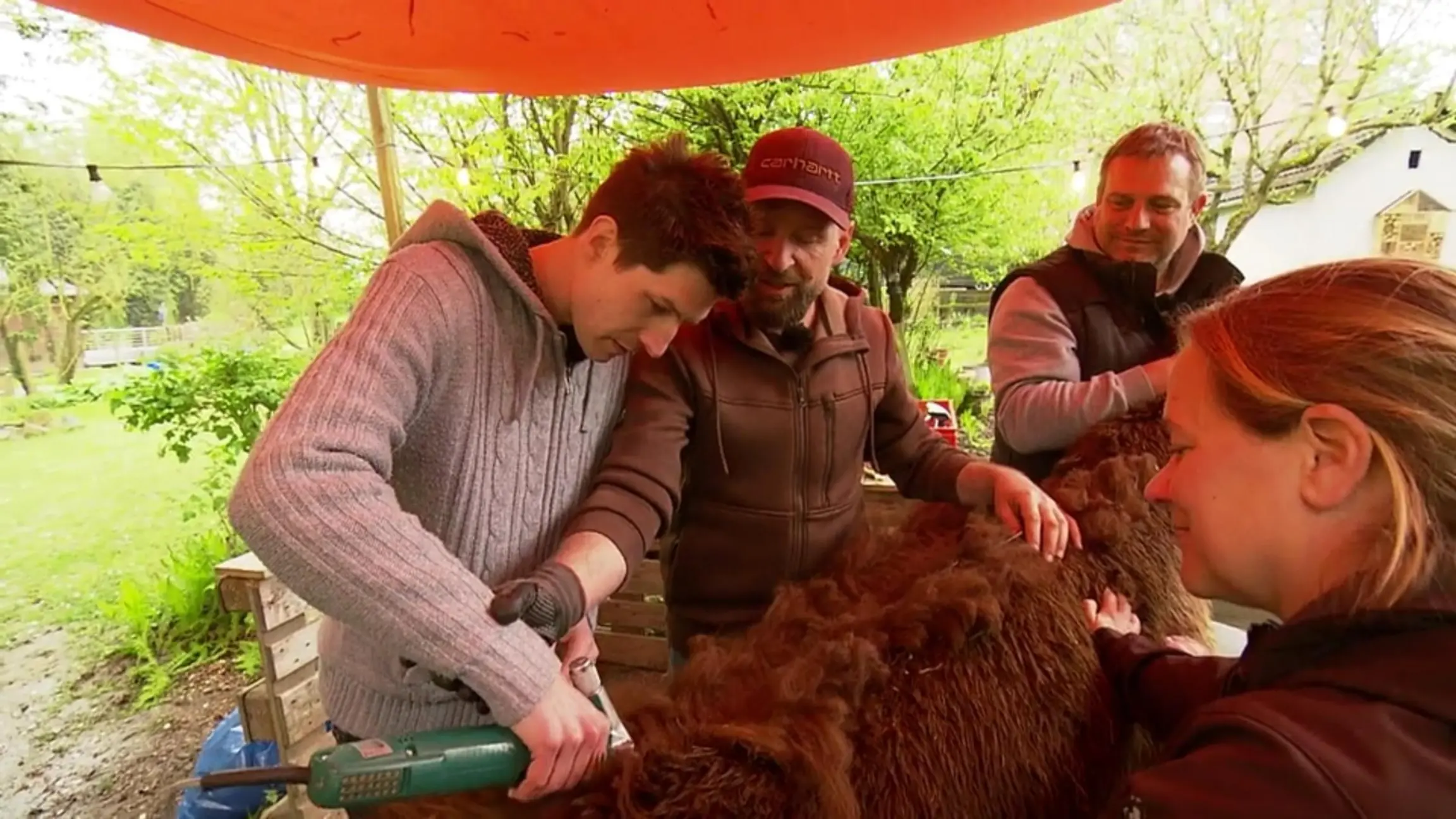 Einen Tag auf der Alpakafarm Schmidt macht mit