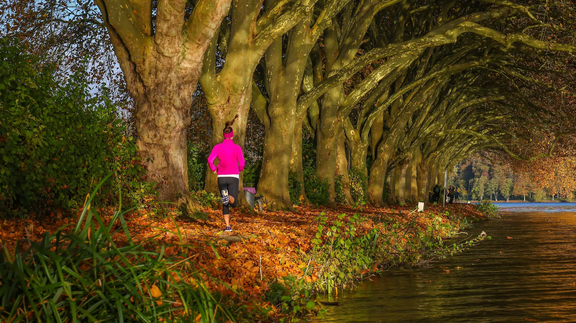 Essen, Nordrhein-Westfalen, Deutschland - Junge Frau joggt am Seeufer unter Baeumen mit Herbstlaub. Goldener Herbst am Baldeneysee. Essen Nordrhein-Westfalen Deutschland *** Essen, North Rhine Westphalia, Germany Young woman jogging at the lakeside under trees with autumn leaves Golden autumn at Baldeneysee Essen North Rhine Westphalia Germany
