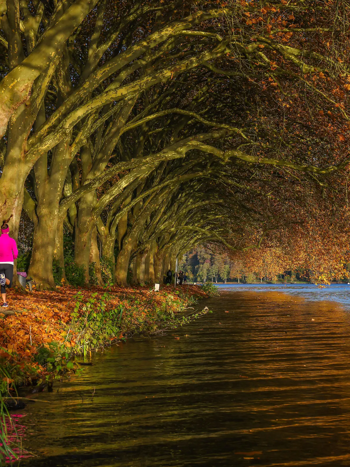  Essen, Nordrhein-Westfalen, Deutschland - Junge Frau joggt am Seeufer unter Baeumen mit Herbstlaub. Goldener Herbst am Baldeneysee. Essen Nordrhein-Westfalen Deutschland *** Essen, North Rhine Westphalia, Germany Young woman jogging at the lakeside under trees with autumn leaves Golden autumn at Baldeneysee Essen North Rhine Westphalia Germany