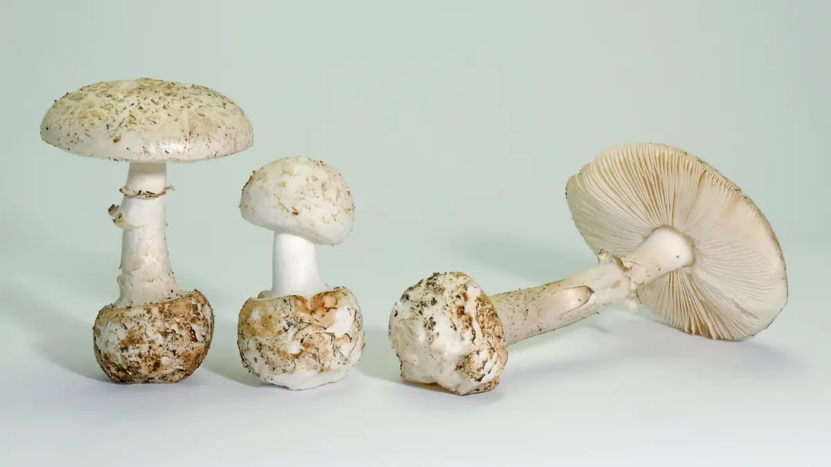DEU, 2008: Weisser Knollenblaetterpilz (Amanita citrina var. alba) Fruchtkoerper verschiedenen Alters als Freisteller. [en] False Death Cap, Citron Amanita (Amanita citrina var. alba), fungi of different age, studio picture. | DEU, 2008: False Death Cap, Citron Amanita (Amanita citrina var. alba), fungi of different age, studio picture.