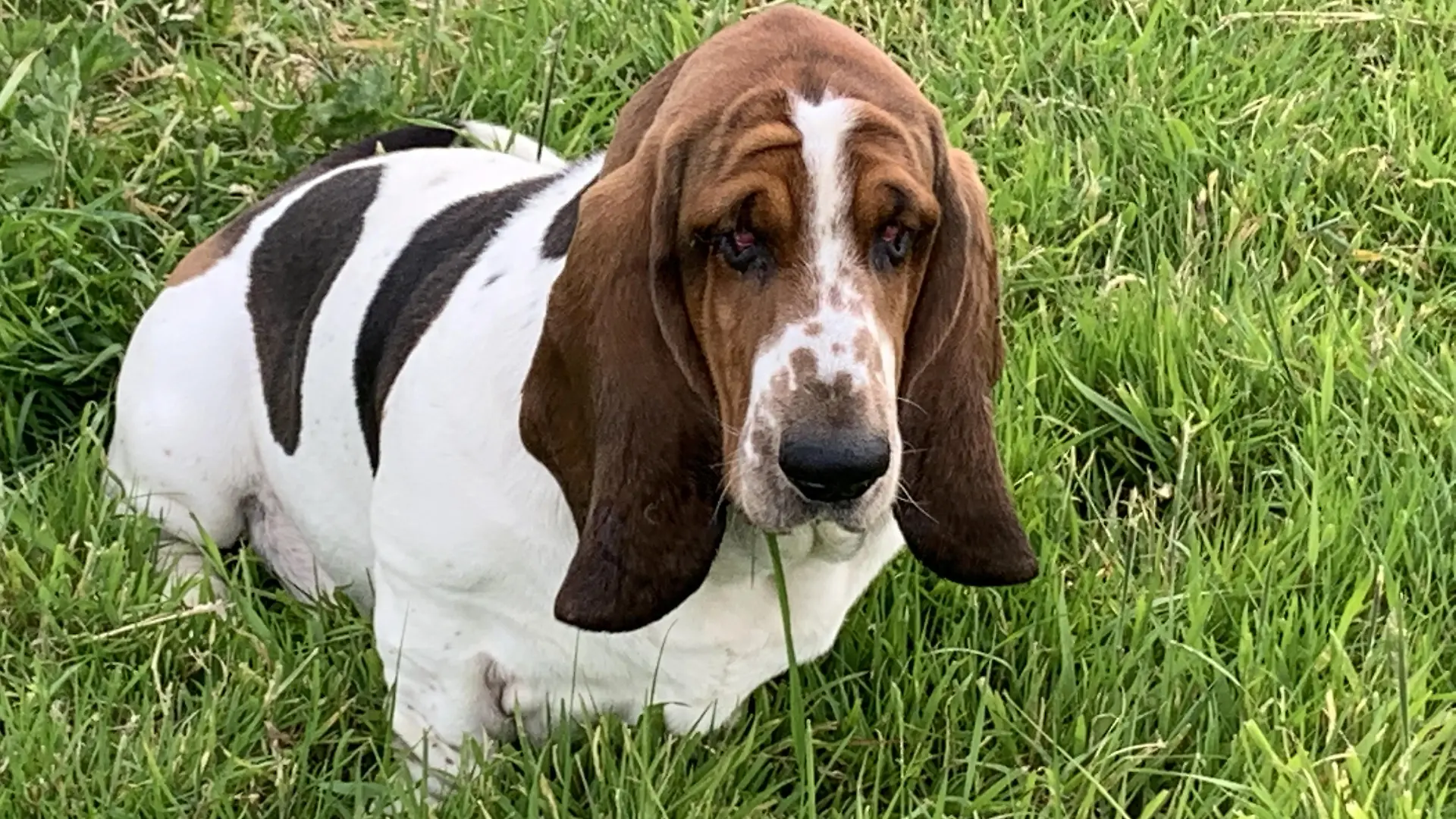 SONDERKONDITIONEN: Satzpreis!
Three-year-old Basset Hound Chief required a surgical Ôface liftÕ after his excessively saggy skin began to negatively impact his way of life - Chief seen here before the operation. Photo released September 10 2023. See SWNS story SWMRdog. A Basset Hound has been given a chance to see the world around him after having a facelift to remove 1kg of saggy skin. Three-year-old Chief had plastic surgery after his owner noticed he was struggling to see due to his drooping eyelids. Owner Tracey McDermott, 40, from County Wicklow, said: ÒWe realised when Chief was just a puppy that his eyes were quite droopy Ð more than seemed normal. / action press
