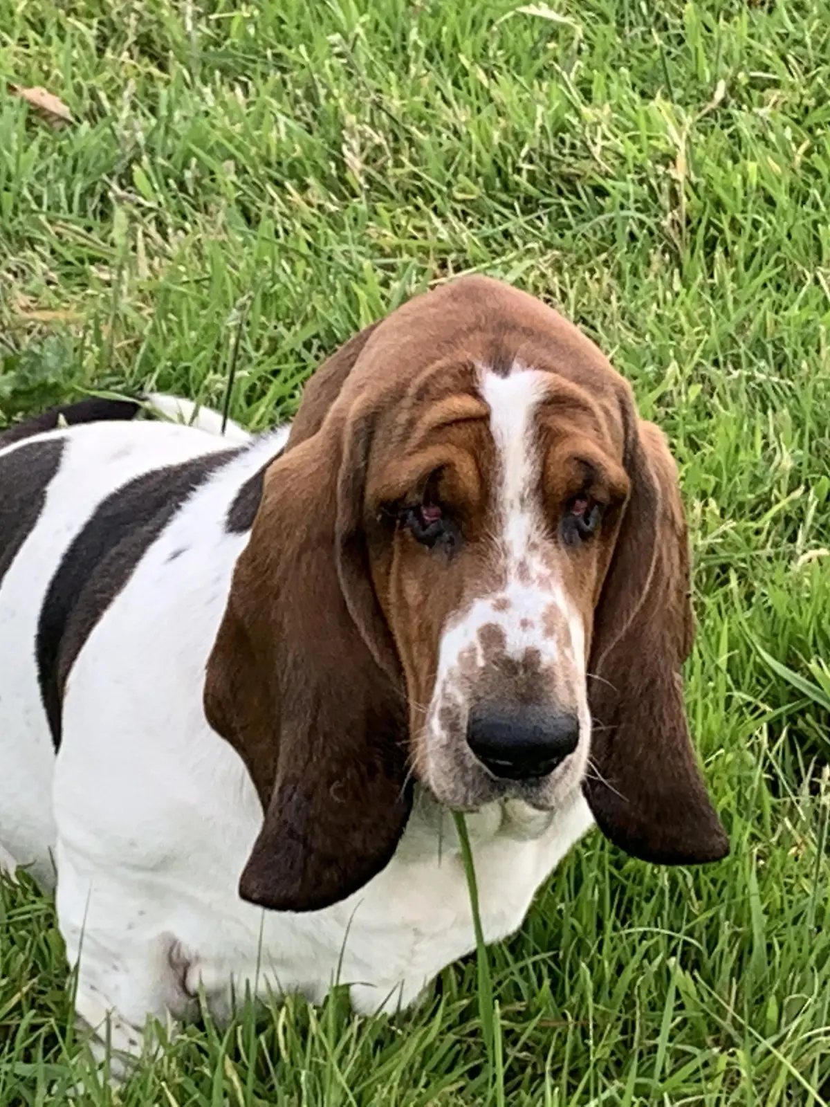 SONDERKONDITIONEN: Satzpreis!
Three-year-old Basset Hound Chief required a surgical Ôface liftÕ after his excessively saggy skin began to negatively impact his way of life - Chief seen here before the operation. Photo released September 10 2023. See SWNS story SWMRdog. A Basset Hound has been given a chance to see the world around him after having a facelift to remove 1kg of saggy skin. Three-year-old Chief had plastic surgery after his owner noticed he was struggling to see due to his drooping eyelids. Owner Tracey McDermott, 40, from County Wicklow, said: ÒWe realised when Chief was just a puppy that his eyes were quite droopy Ð more than seemed normal.  / action press