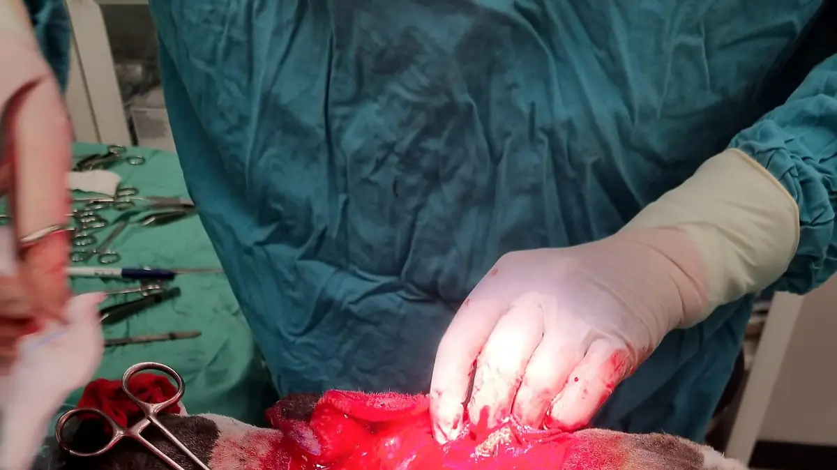 SONDERKONDITIONEN: Satzpreis!
Three-year-old Basset Hound Chief required a surgical Ôface liftÕ after his excessively saggy skin began to negatively impact his way of life - seen here during operation. Photo released September 10 2023. See SWNS story SWMRdog. A Basset Hound has been given a chance to see the world around him after having a facelift to remove 1kg of saggy skin. Three-year-old Chief had plastic surgery after his owner noticed he was struggling to see due to his drooping eyelids. Owner Tracey McDermott, 40, from County Wicklow, said: ÒWe realised when Chief was just a puppy that his eyes were quite droopy Ð more than seemed normal.  / action press