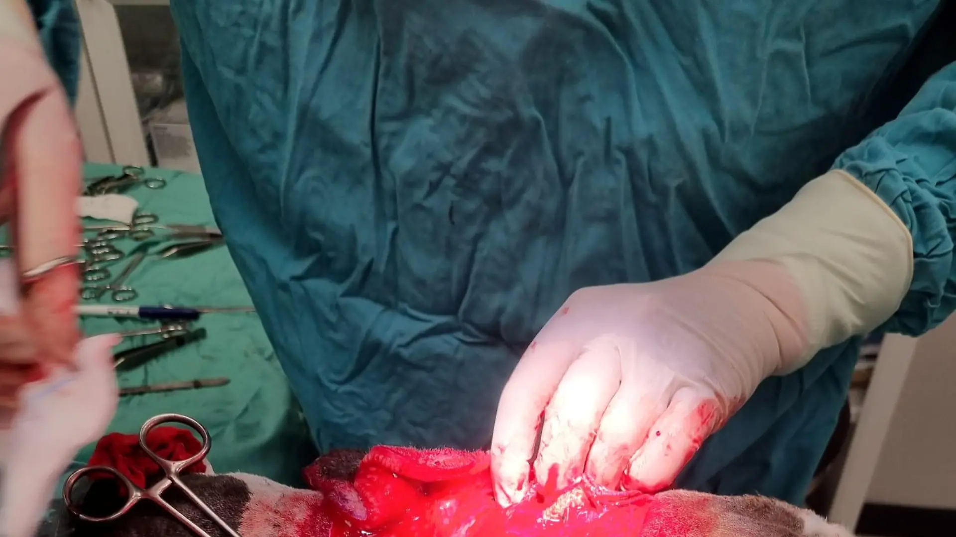 SONDERKONDITIONEN: Satzpreis!
Three-year-old Basset Hound Chief required a surgical Ôface liftÕ after his excessively saggy skin began to negatively impact his way of life - seen here during operation. Photo released September 10 2023. See SWNS story SWMRdog. A Basset Hound has been given a chance to see the world around him after having a facelift to remove 1kg of saggy skin. Three-year-old Chief had plastic surgery after his owner noticed he was struggling to see due to his drooping eyelids. Owner Tracey McDermott, 40, from County Wicklow, said: ÒWe realised when Chief was just a puppy that his eyes were quite droopy Ð more than seemed normal. / action press