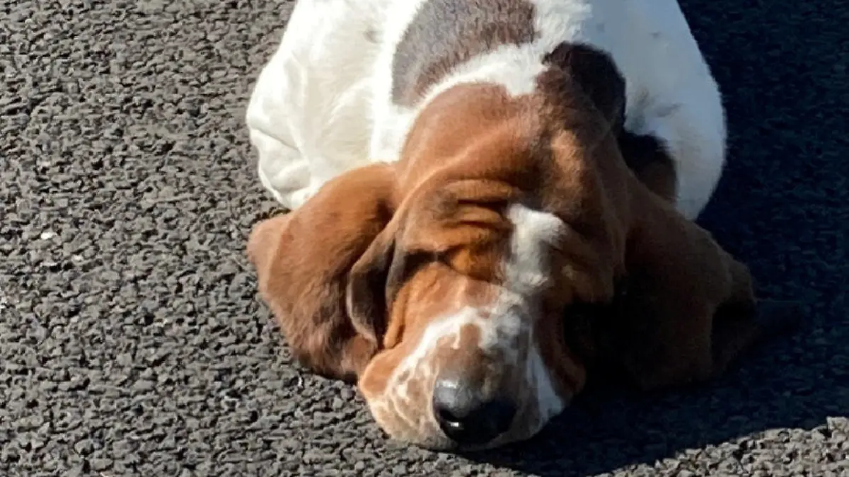 SONDERKONDITIONEN: Satzpreis!
Three-year-old Basset Hound Chief required a surgical Ôface liftÕ after his excessively saggy skin began to negatively impact his way of life - Chief seen here before the operation. Photo released September 10 2023. See SWNS story SWMRdog. A Basset Hound has been given a chance to see the world around him after having a facelift to remove 1kg of saggy skin. Three-year-old Chief had plastic surgery after his owner noticed he was struggling to see due to his drooping eyelids. Owner Tracey McDermott, 40, from County Wicklow, said: ÒWe realised when Chief was just a puppy that his eyes were quite droopy Ð more than seemed normal.  / action press
