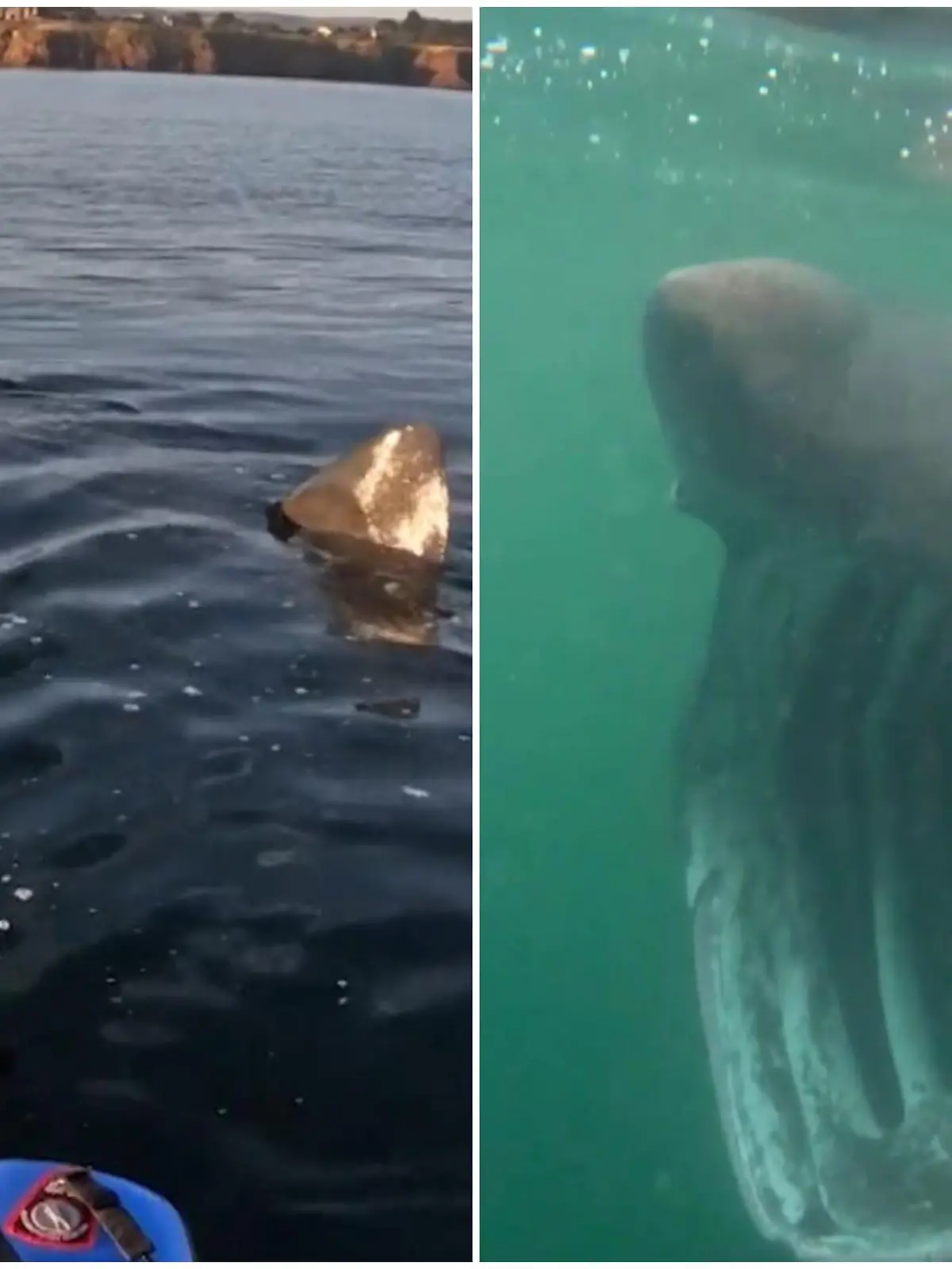 Nur wenige Zentimeter trennen diesen Taucher von dem riesigen Schlund eines auf ihn zu schwimmenden Hais. Trotzdem hält Jacob Allens mit der Kamera weiter drauf - und macht spektakuläre Bilder.