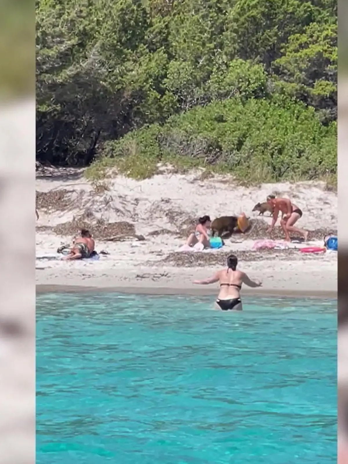 Lustige Aufnahmen zeigen, wie eine Horde schweinestehlender Wildschweine an einem Strand randaliert und versucht, einen Raub zu begehen.