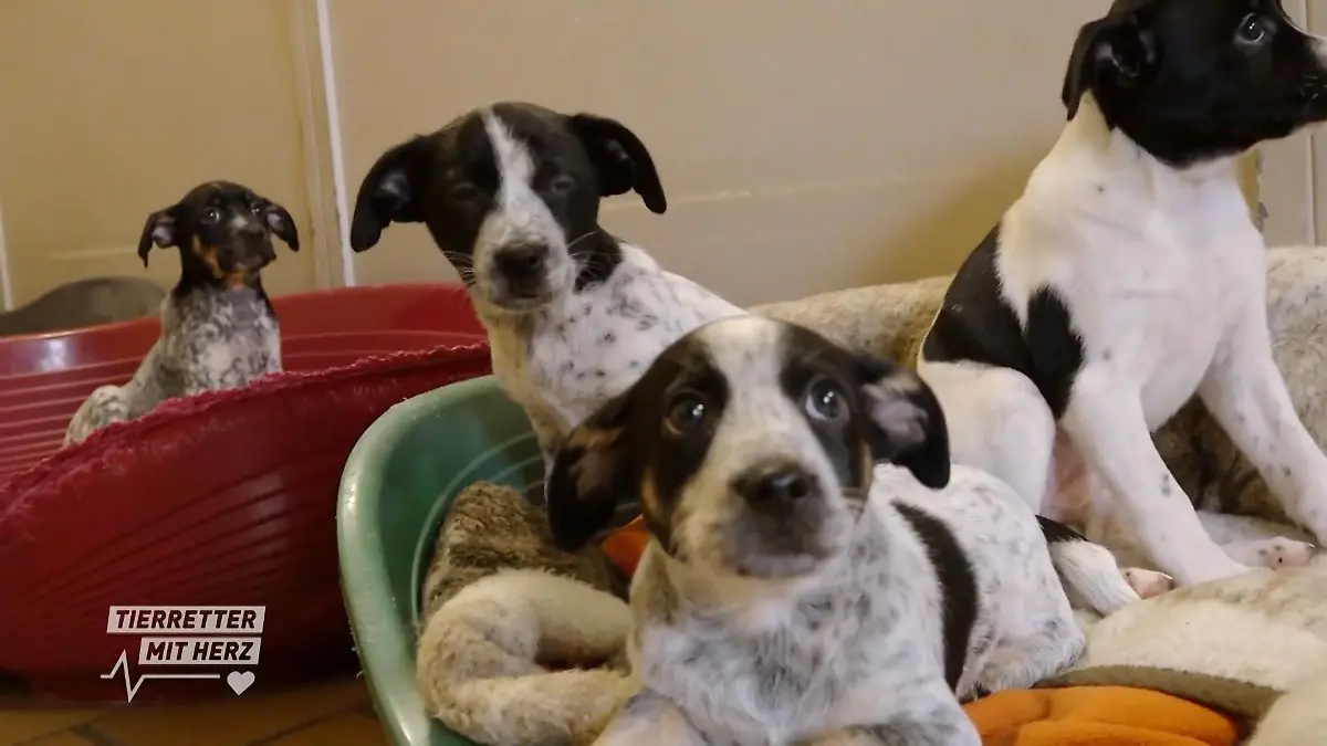 „Sie wurden im Karton gefunden“ Ausgesetzte Hundewelpen
