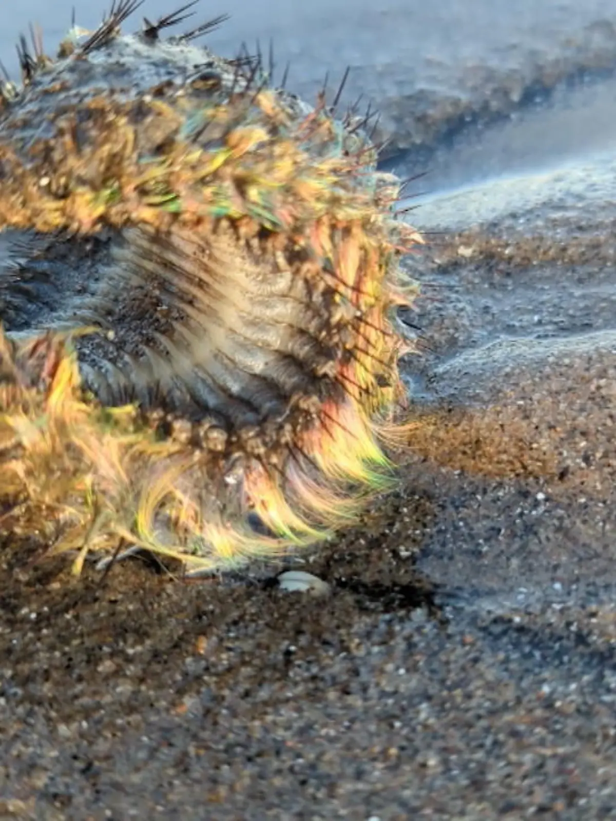Ist das ein Außerirdischer? Ein 33-Jähriger hat am Strand von Edinburgh eine interessante Entdeckung gemacht. Dieses merkwürdige Ding wirft viele Fragen auf. Wir klären, was das für ein Lebewesen ist!