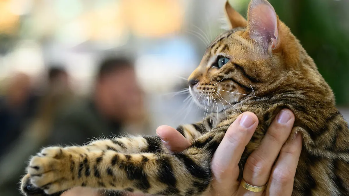  PXL_International cat show A bengal cat is seen at the International cat show 2022 in Zagreb, Croatia on December 04, 2022. ZoexSarlija/PIXSELL