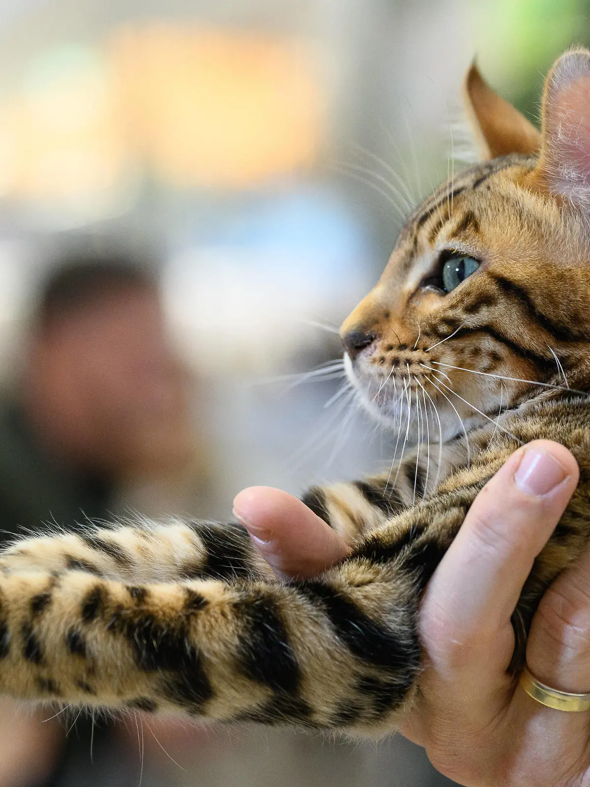  PXL_International cat show A bengal cat is seen at the International cat show 2022 in Zagreb, Croatia on December 04, 2022. ZoexSarlija/PIXSELL
