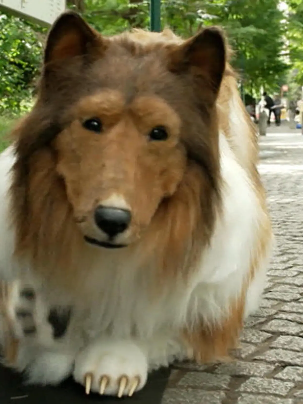Der Japaner Toco liebt es, sich als Collie zu verkleiden. Inzwischen ist er sogar weltbekannt. Zwar hat er sich seinen Traum erfüllt, aber einen Wunsch hat er noch: Toco wünscht sich eine Hundedame. Was das bedeutet, wie er überhaupt auf die skurrile Idee gekoommen ist, sich als Hund zu verkleiden und wie teuer das Kostüm war, erfahren Sie im Video.