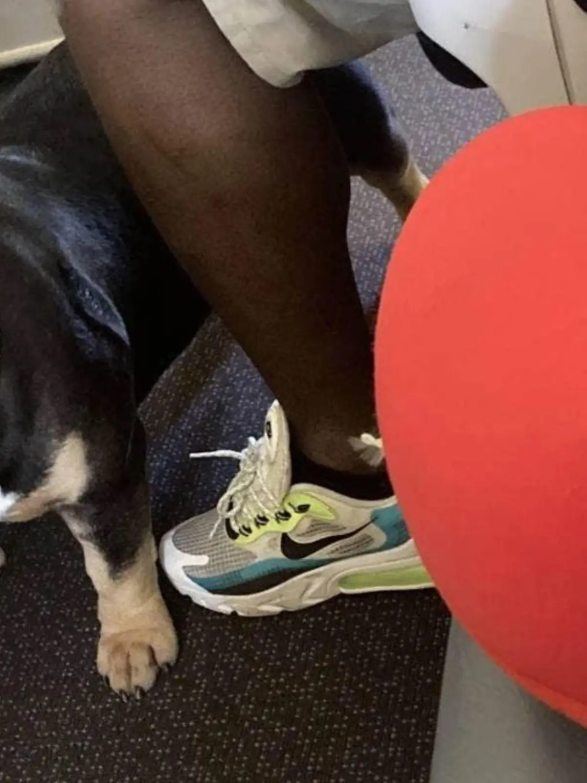 Dieser Hund hat auf einem Flug der Airline Singapore Airlines für mächtig Ärger gesorgt.