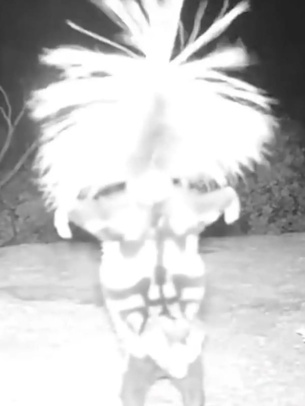 Dieser Handstand scheint wirklich ganz sonderbar. Doch was hier auf den ersten Blick äußerst kurios wirkt, hat, wie der National Park Service mit diesem Video zeigen will, tatsächlich einen Sinn. Aber Vorsicht, denn nicht jeder Tanz lädt zum Mitmachen ein! Was dahintersteckt und um welches Tier es sich handelt, erfahren Sie im Video.