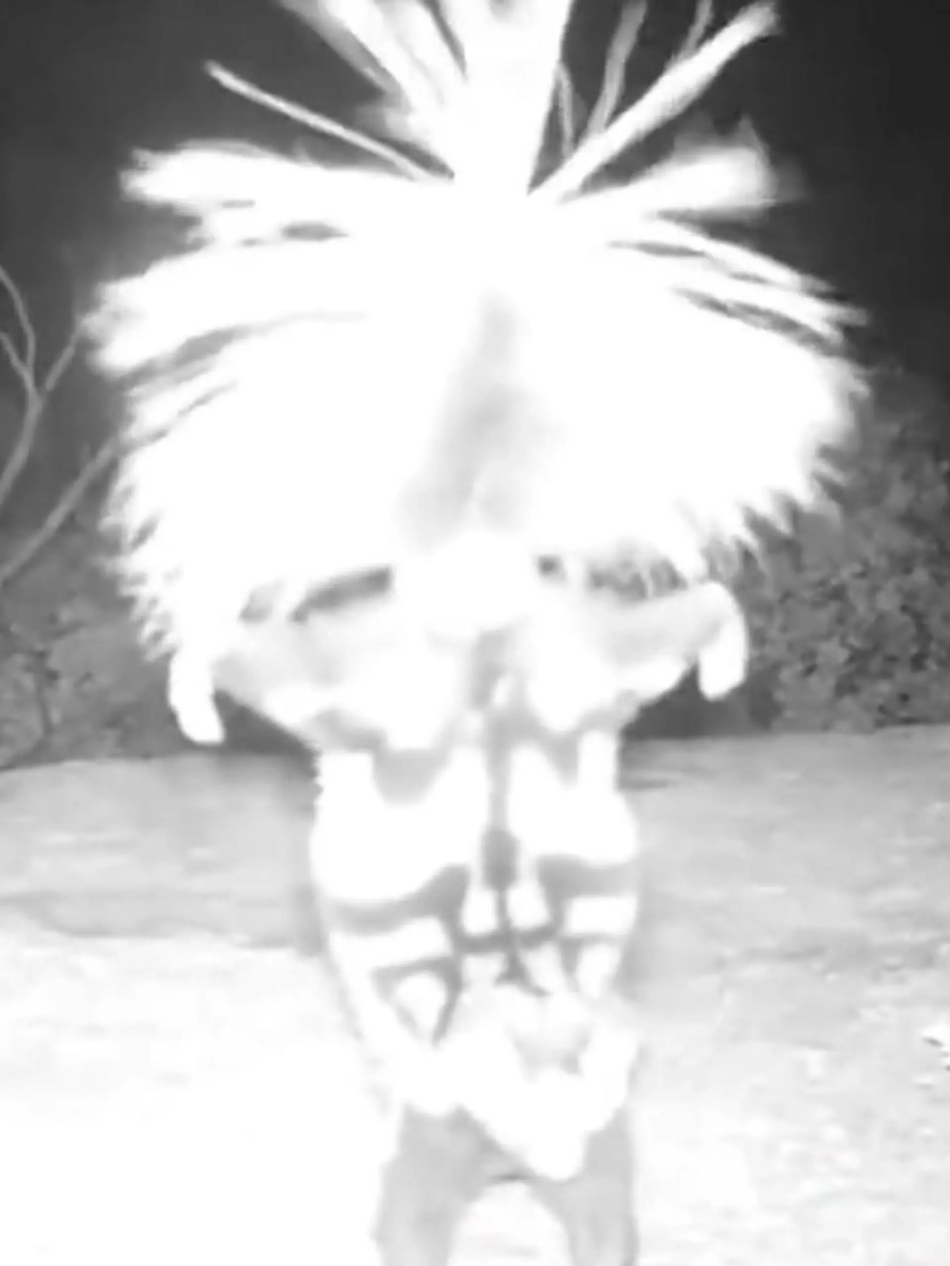 Dieser Handstand scheint wirklich ganz sonderbar. Doch was hier auf den ersten Blick äußerst kurios wirkt, hat, wie der National Park Service mit diesem Video zeigen will, tatsächlich einen Sinn. Aber Vorsicht, denn nicht jeder Tanz lädt zum Mitmachen ein! Was dahintersteckt und um welches Tier es sich handelt, erfahren Sie im Video.