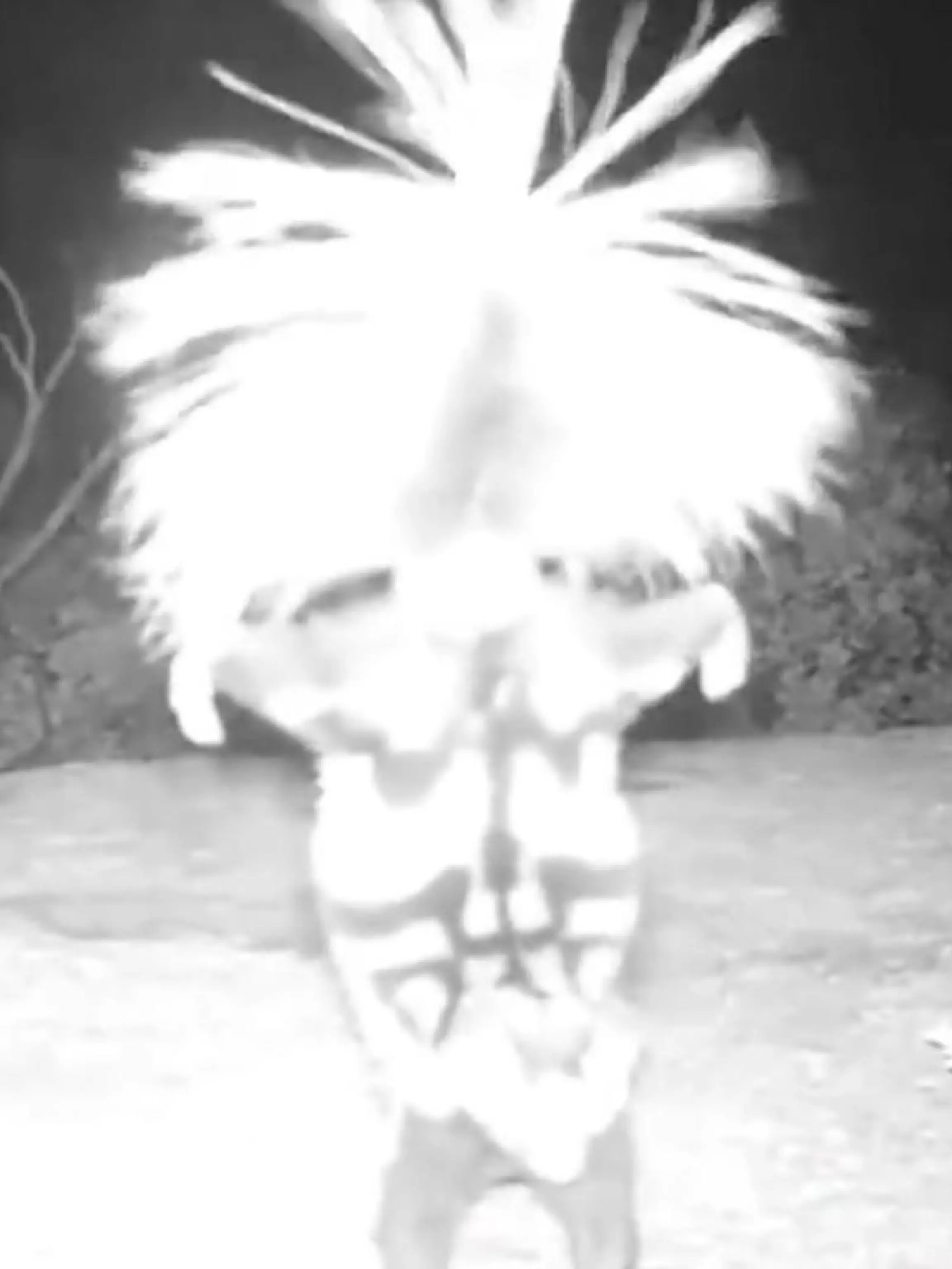 Dieser Handstand scheint wirklich ganz sonderbar. Doch was hier auf den ersten Blick äußerst kurios wirkt, hat, wie der National Park Service mit diesem Video zeigen will, tatsächlich einen Sinn. Aber Vorsicht, denn nicht jeder Tanz lädt zum Mitmachen ein! Was dahintersteckt und um welches Tier es sich handelt, erfahren Sie im Video.