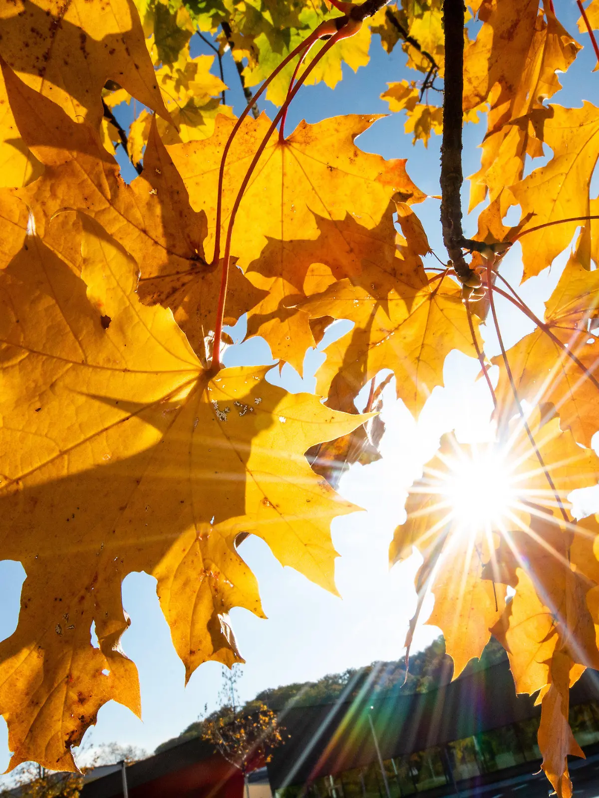 ARCHIV - 23.10.2021, Baden-Württemberg, Stuttgart: Bei schönem Wetter strahlt die Sonne durch herbstlich gefärbte Blätter. (zu dpa: «Oktober in Baden-Württemberg so warm wie nie seit Aufzeichnungsbeginn») Foto: Christoph Schmidt/dpa +++ dpa-Bildfunk +++