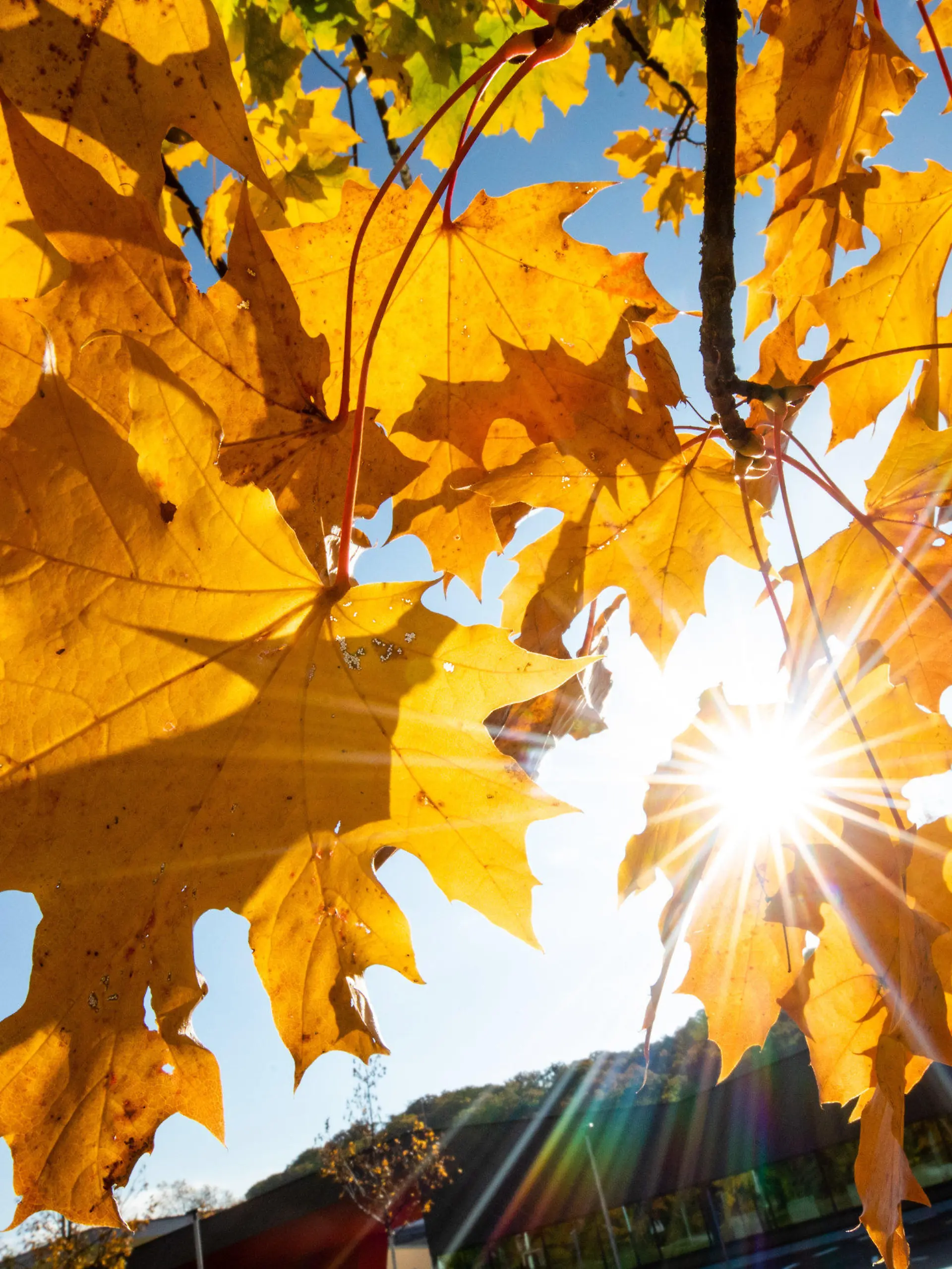 ARCHIV - 23.10.2021, Baden-Württemberg, Stuttgart: Bei schönem Wetter strahlt die Sonne durch herbstlich gefärbte Blätter. (zu dpa: «Oktober in Baden-Württemberg so warm wie nie seit Aufzeichnungsbeginn») Foto: Christoph Schmidt/dpa +++ dpa-Bildfunk +++