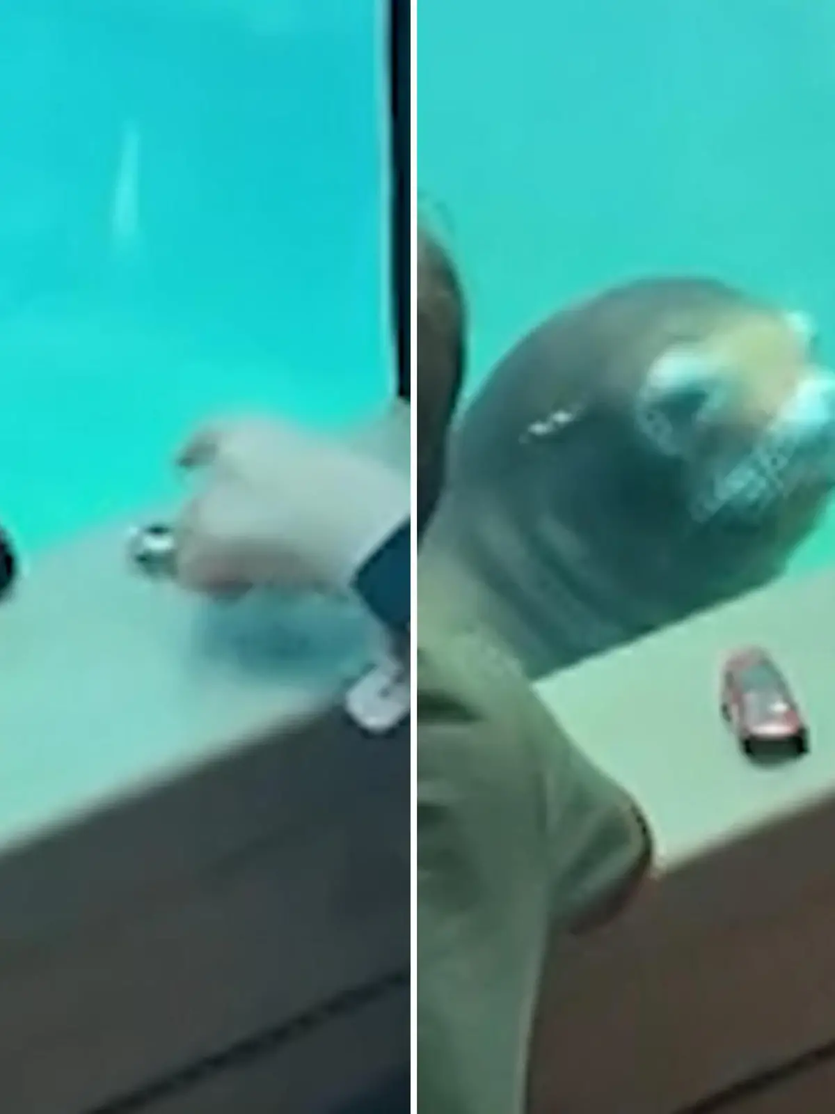 Einige Autos sorgen ja bei vielen Menschen für große Augen. Aber auch Seelöwen können sich für den fahrbaren Untersatz auf vier Rädern begeistern. Wie das dann genau aussieht und ob er wohl mit dem Auto schneller wäre als mit Flosse, erfahren Sie im Video.